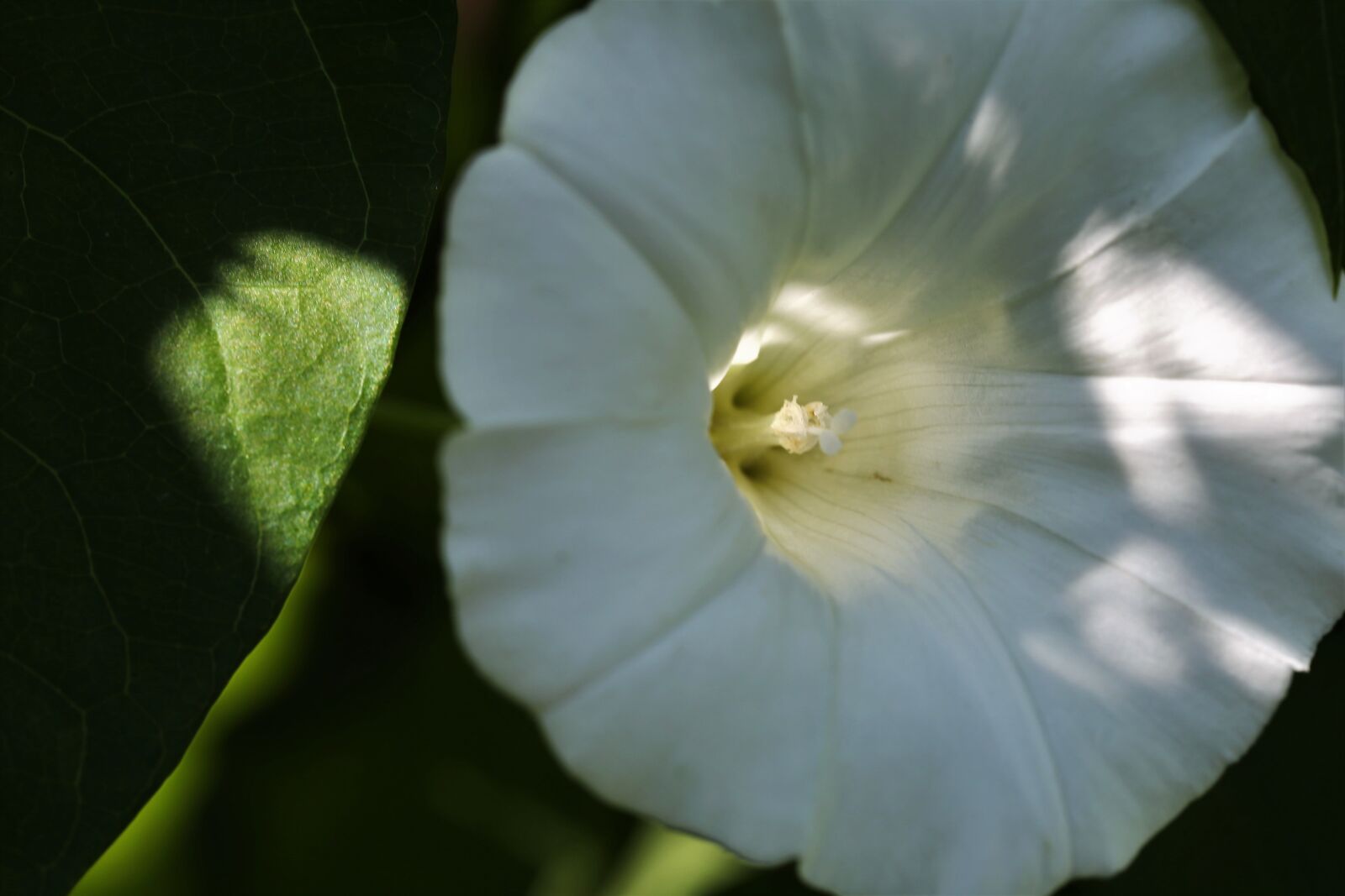 Canon EOS 6D + Canon EF 100mm F2.8 Macro USM sample photo. Hedge bindweed, calystegia sepium photography