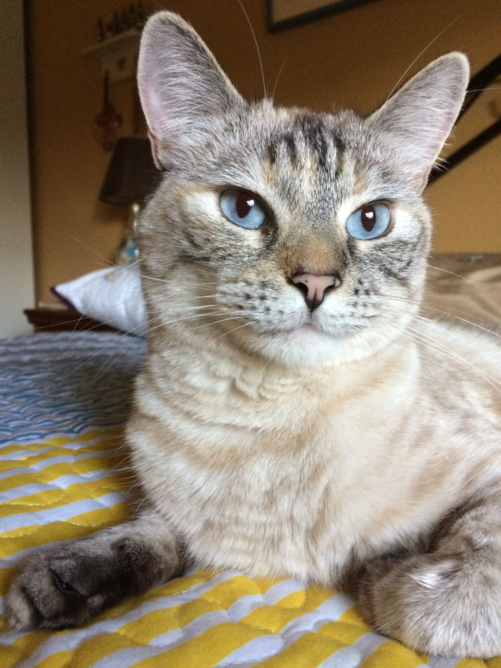 iPhone 5s back camera 4.15mm f/2.2 sample photo. Siamese, female, pet photography