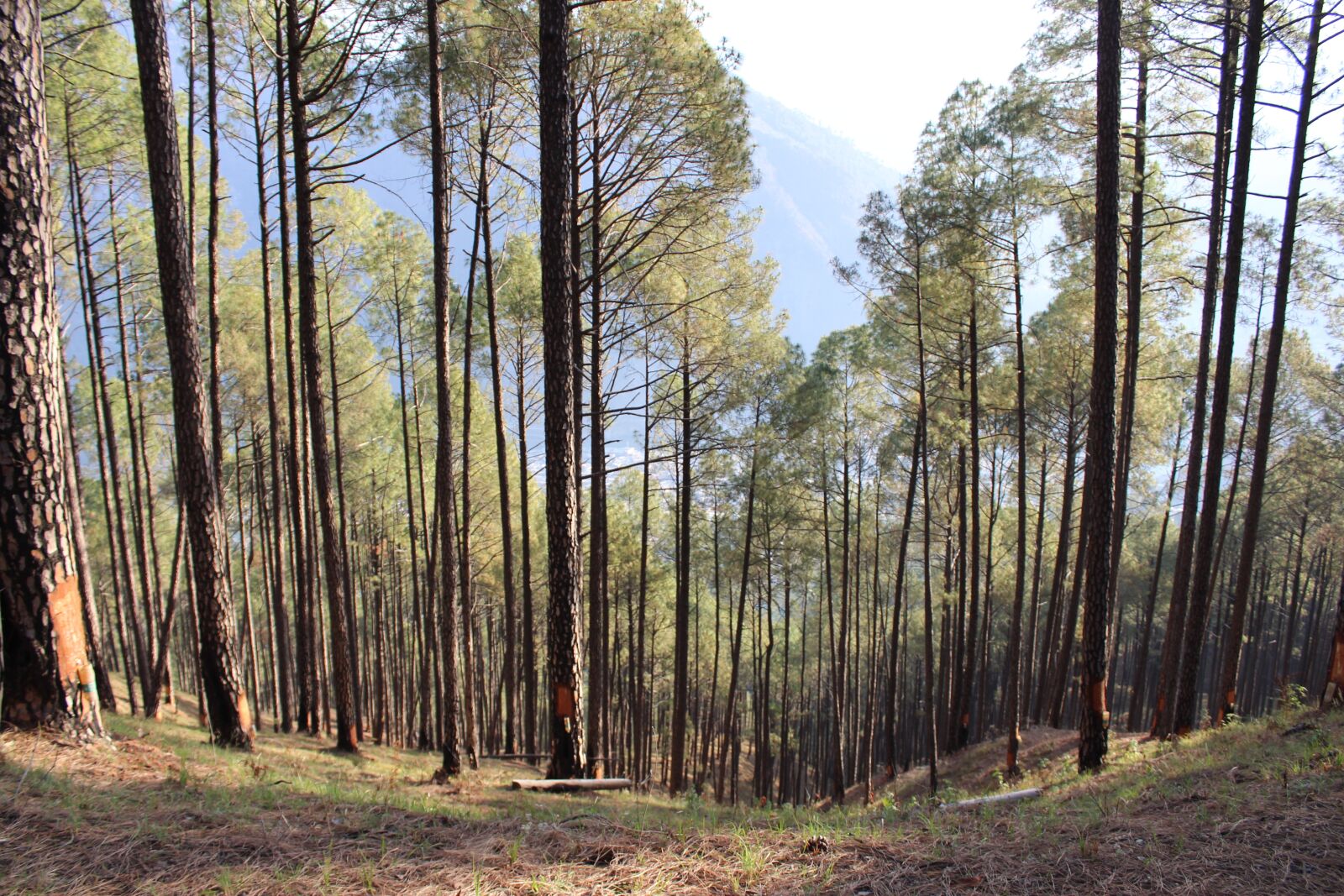 Canon EOS 1300D (EOS Rebel T6 / EOS Kiss X80) sample photo. Trees, mountains, green photography