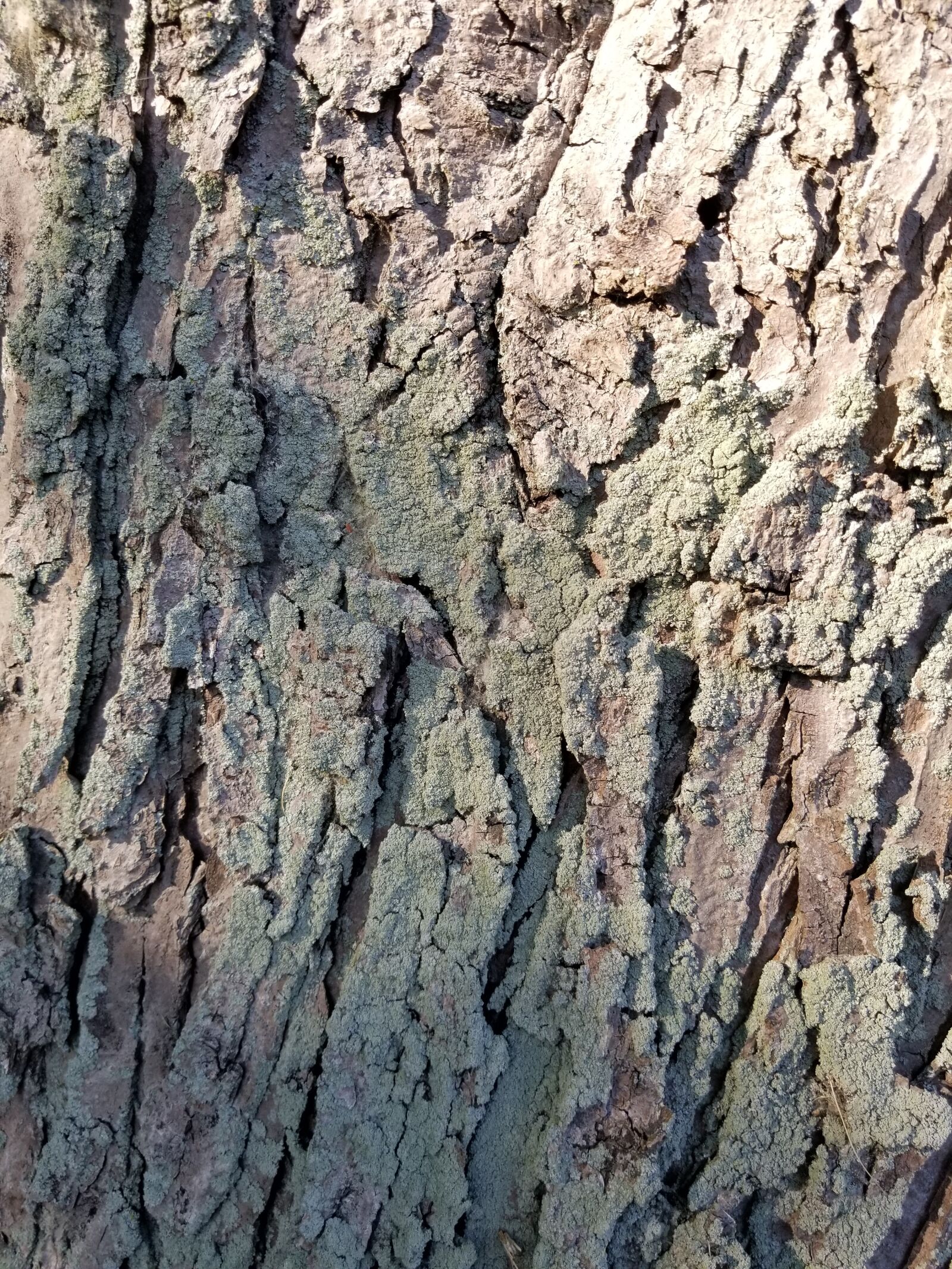 Samsung Galaxy S8+ sample photo. Tree, bark, moss photography