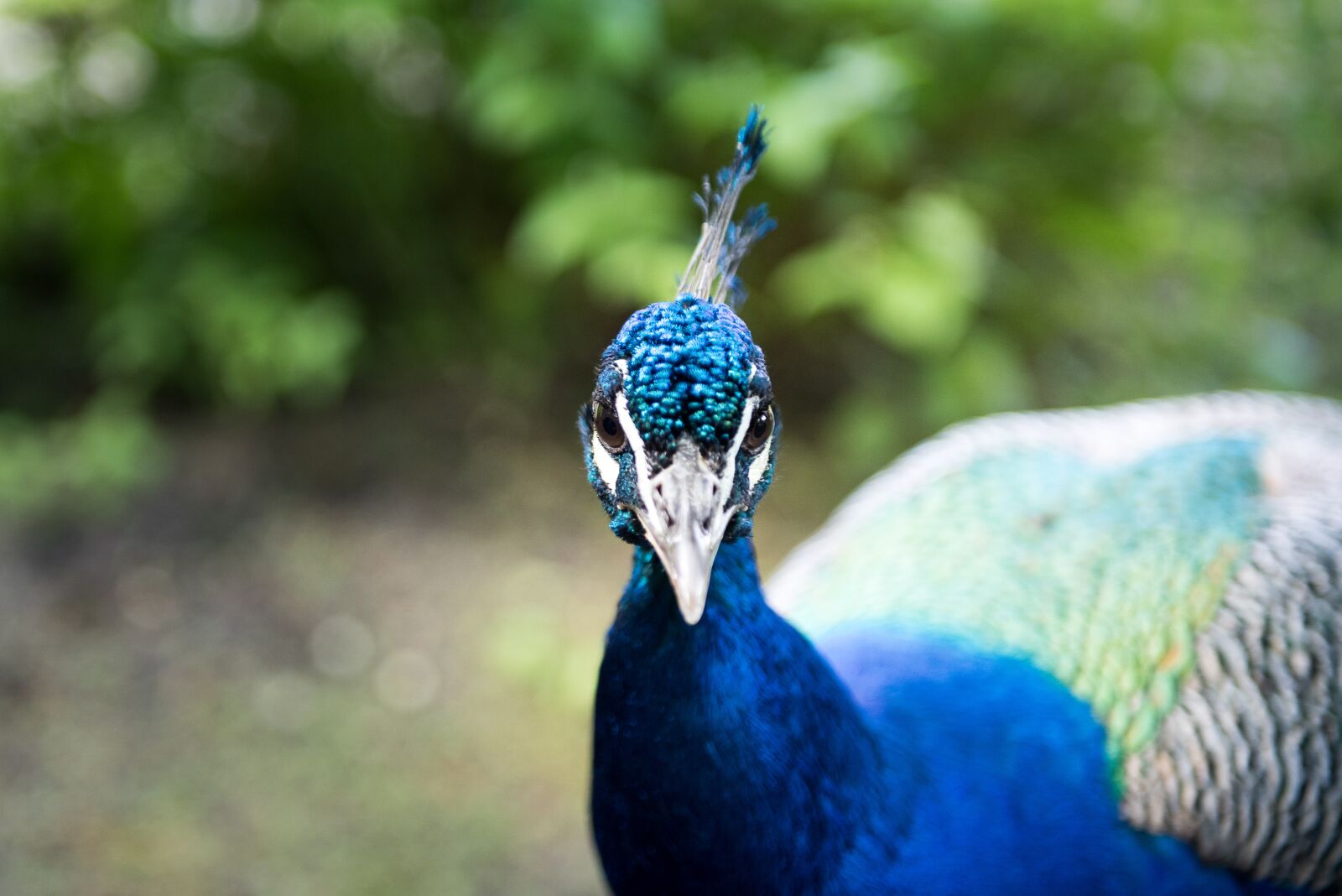 Nikon D810 sample photo. Bird, peacock, feather photography