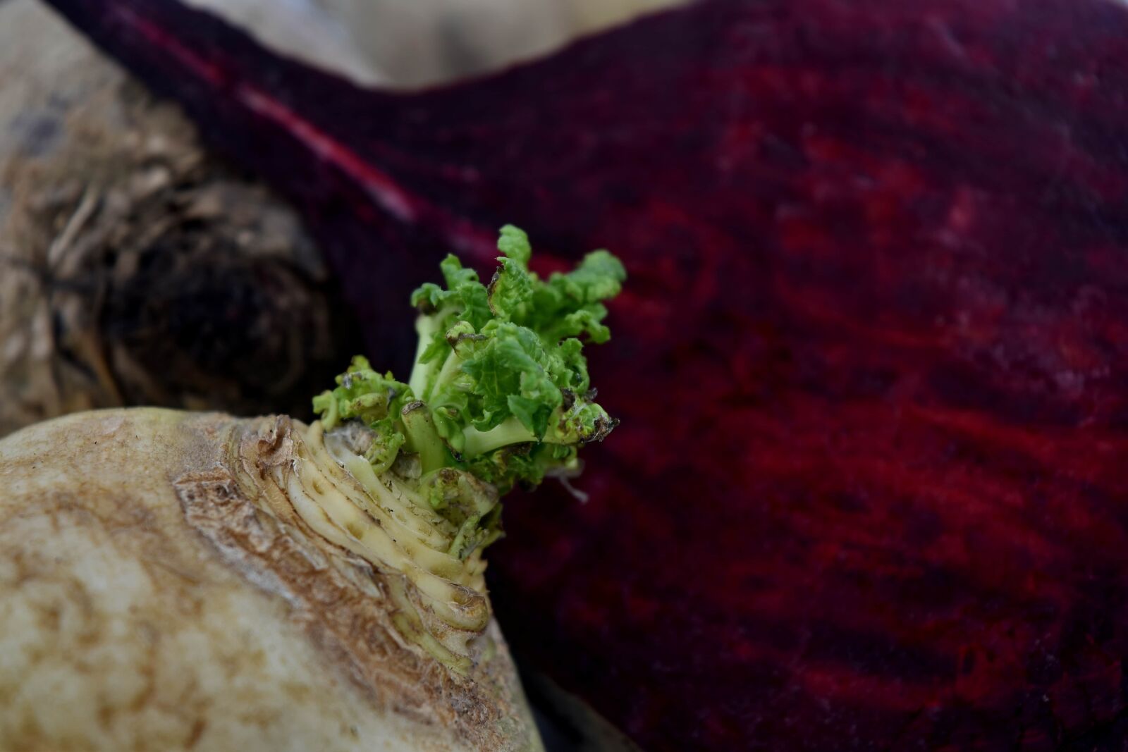 Nikon D5500 sample photo. Antioxidant, beetroot, close-up, fresh photography