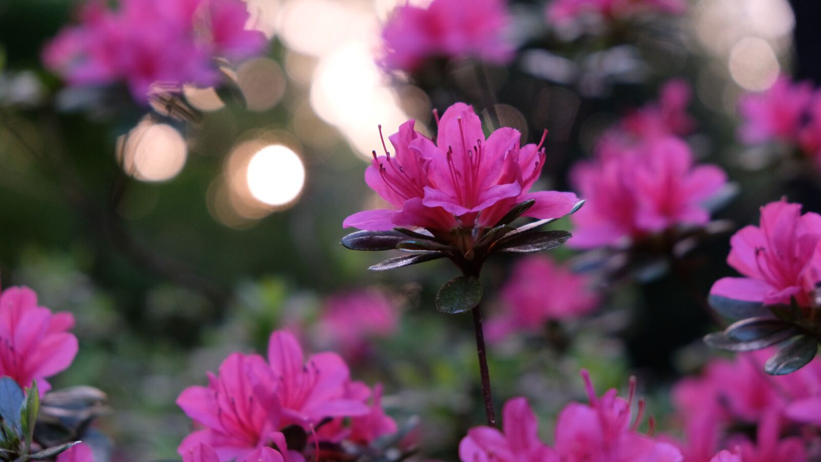 Fujifilm X-E3 sample photo. Azalea, pink flower, flower photography