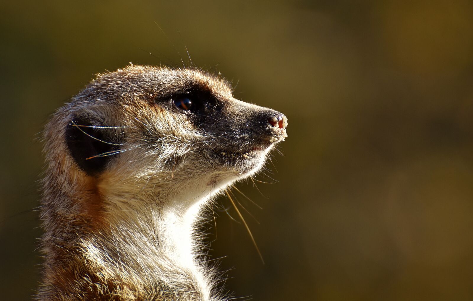 Nikon D7200 sample photo. Meerkat, animal, nature photography