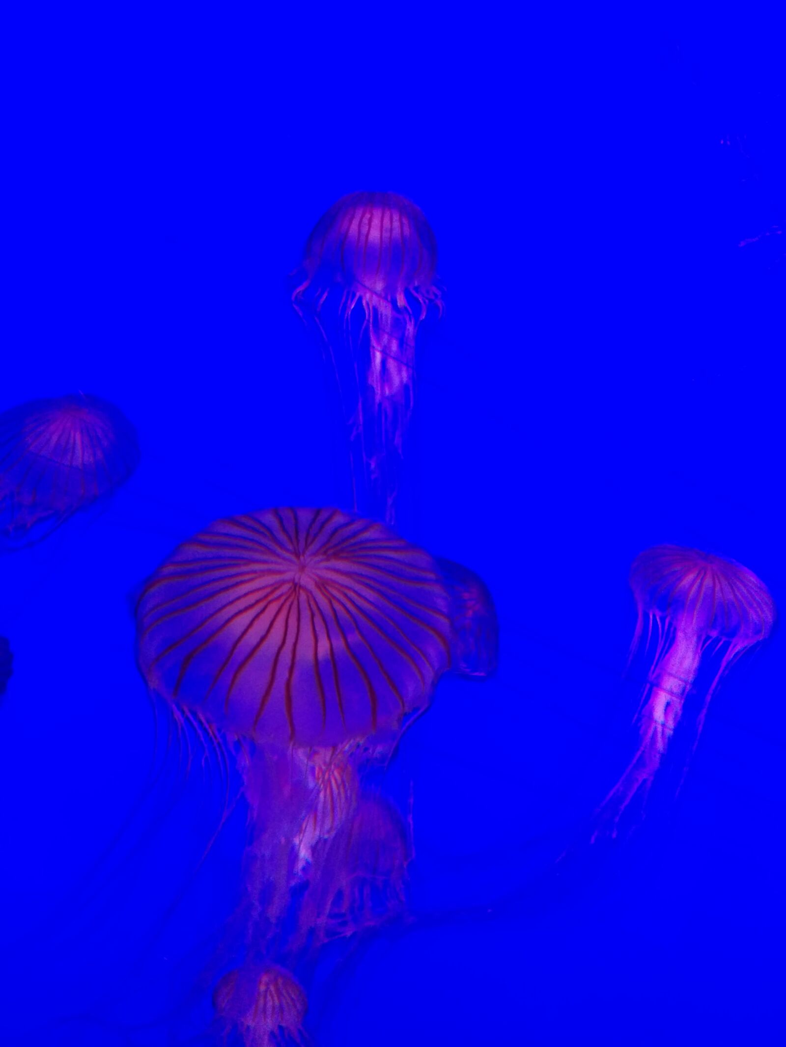 LG Nexus 5 sample photo. Aquarium, jellyfish, water photography