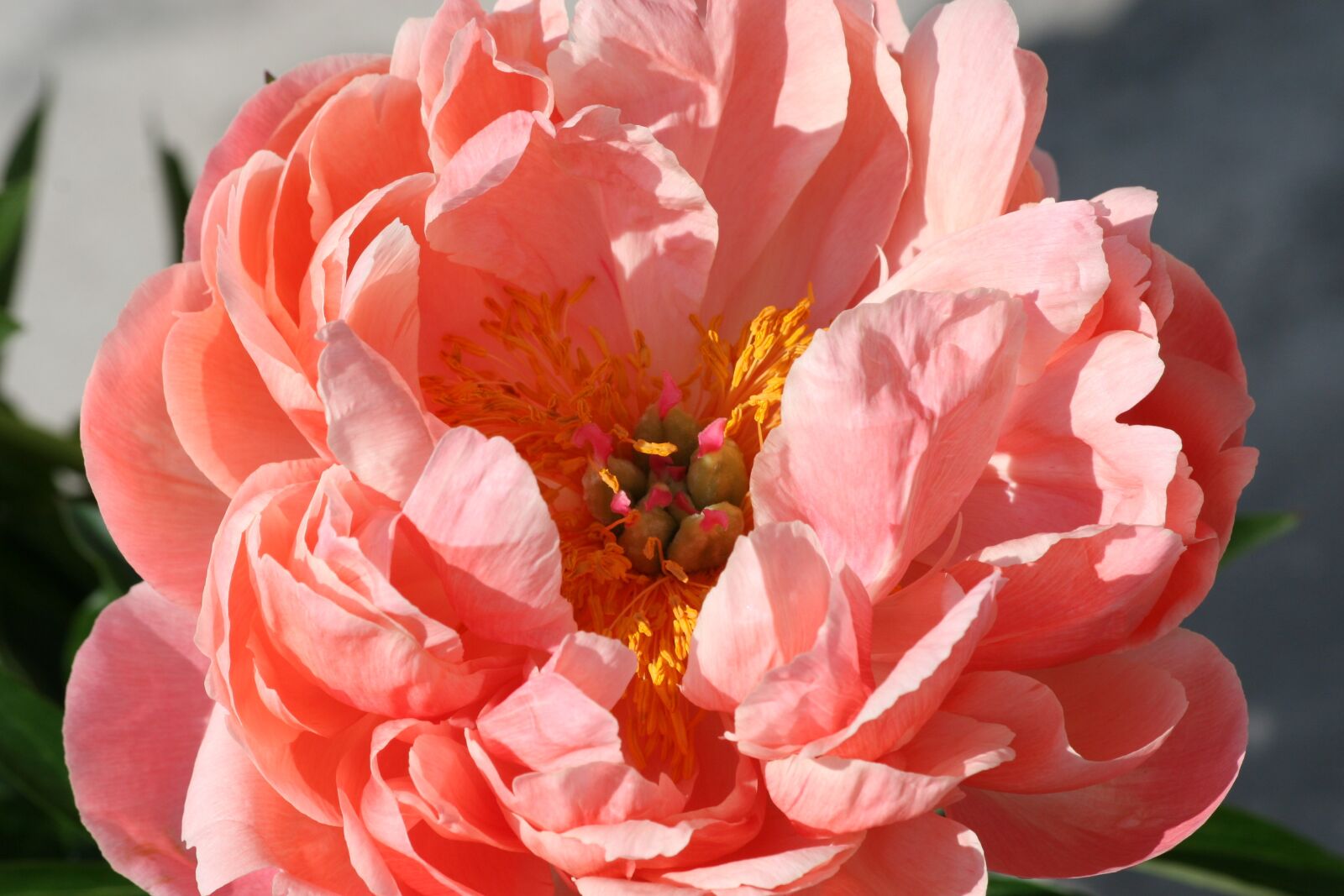 Canon EOS 30D sample photo. Rose, flower, blossom photography