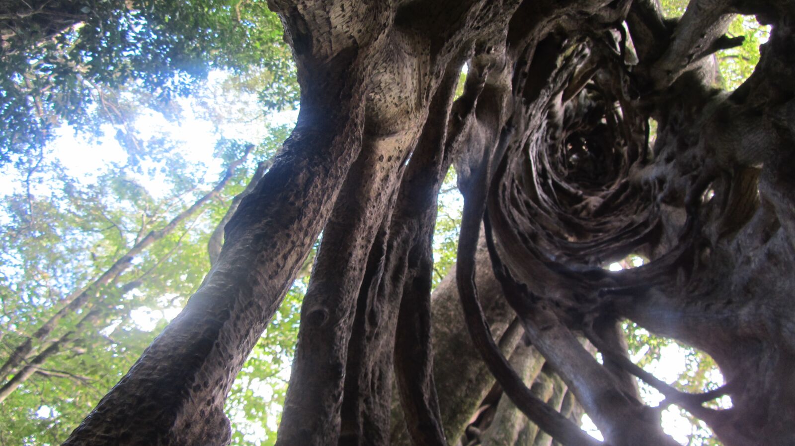 Canon PowerShot SX220 HS sample photo. Tree, jungle, tribe photography