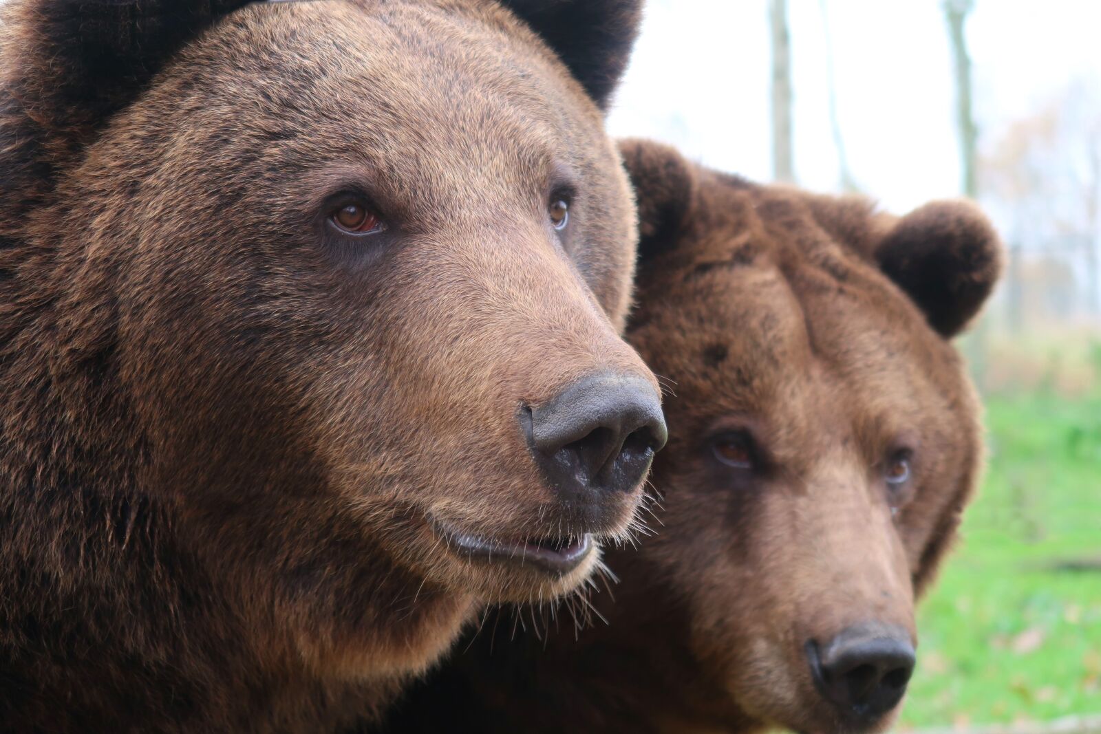 Canon PowerShot G7 X Mark II sample photo. Bear, brown bear, fur photography