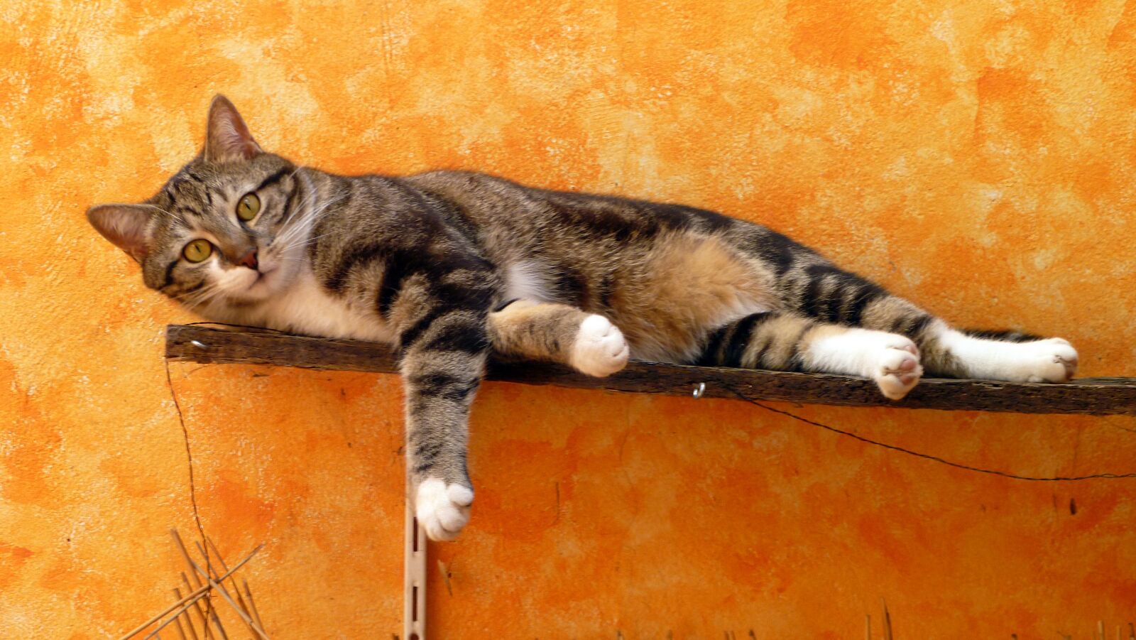 Panasonic DMC-FS33 sample photo. Cat, animal, pet photography