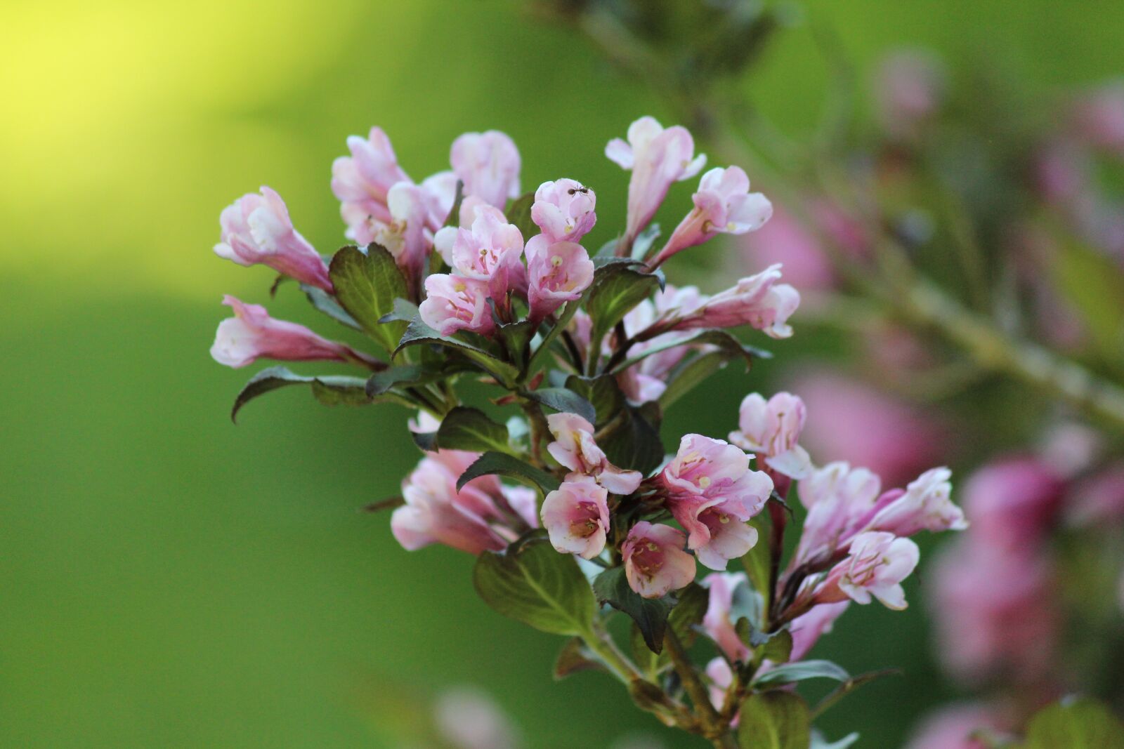 Canon EOS 600D (Rebel EOS T3i / EOS Kiss X5) sample photo. Flower, plant, nature photography