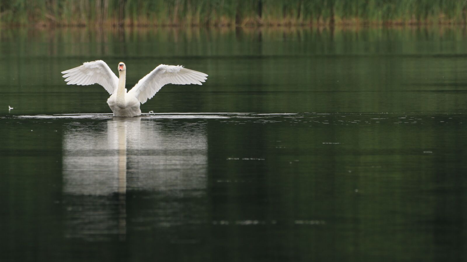 150-600mm F5-6.3 DG OS HSM | Contemporary 015 sample photo. Swan, lake, wing photography