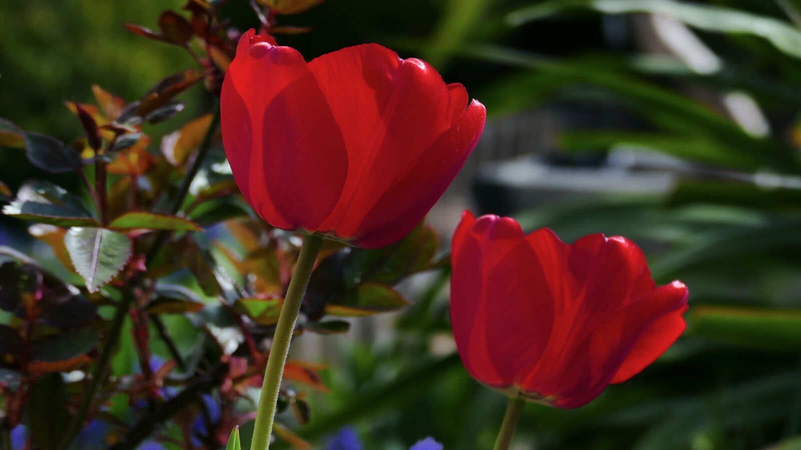 Panasonic Lumix DMC-FZ1000 sample photo. Tulip, flower, red photography