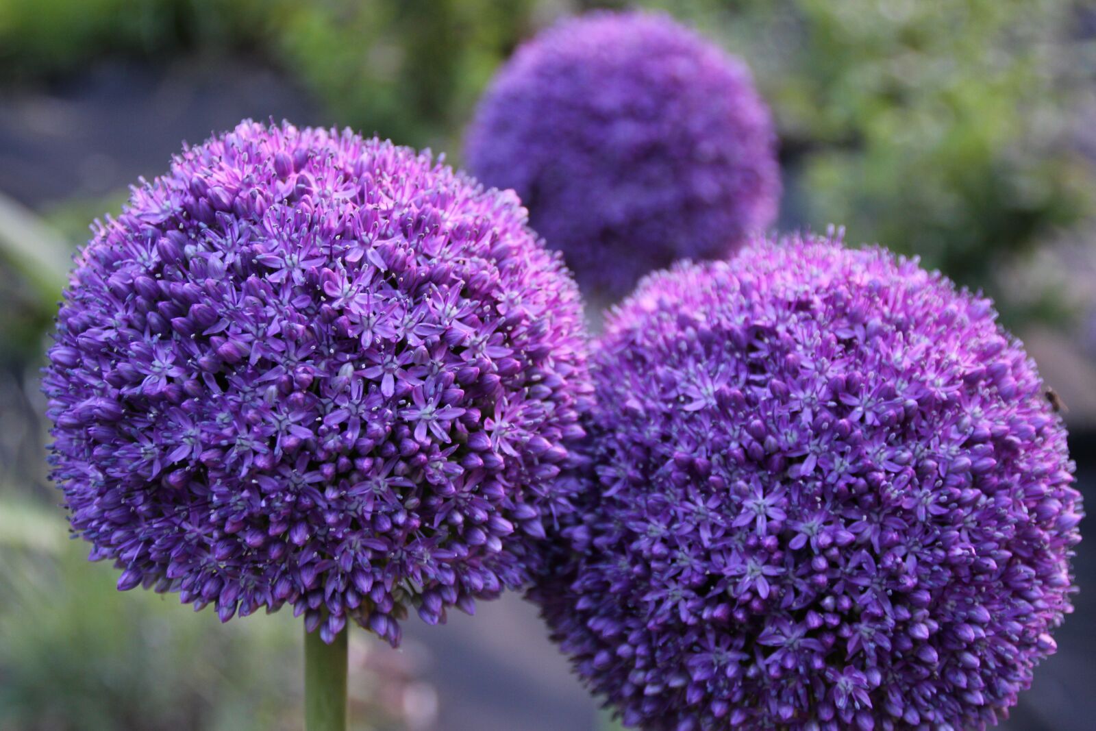 Canon EOS 700D (EOS Rebel T5i / EOS Kiss X7i) sample photo. Flowers, garlic, plant photography