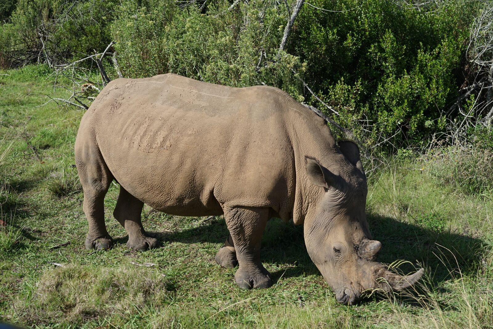 Sony a7 + Sony Sonnar T* FE 55mm F1.8 ZA sample photo. Rhino, africa, animal photography