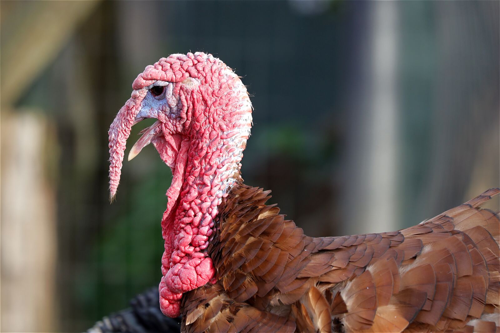 Canon EOS R sample photo. Turkey, bird, poultry photography