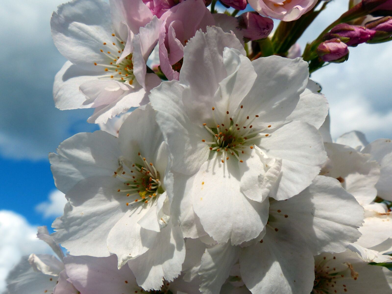 Panasonic Lumix DMC-FZ200 sample photo. Column cherry, japanese cherry photography