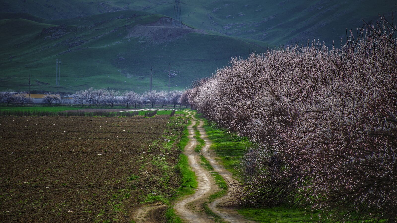 Nikon D5100 sample photo. Spring, trees, nature photography
