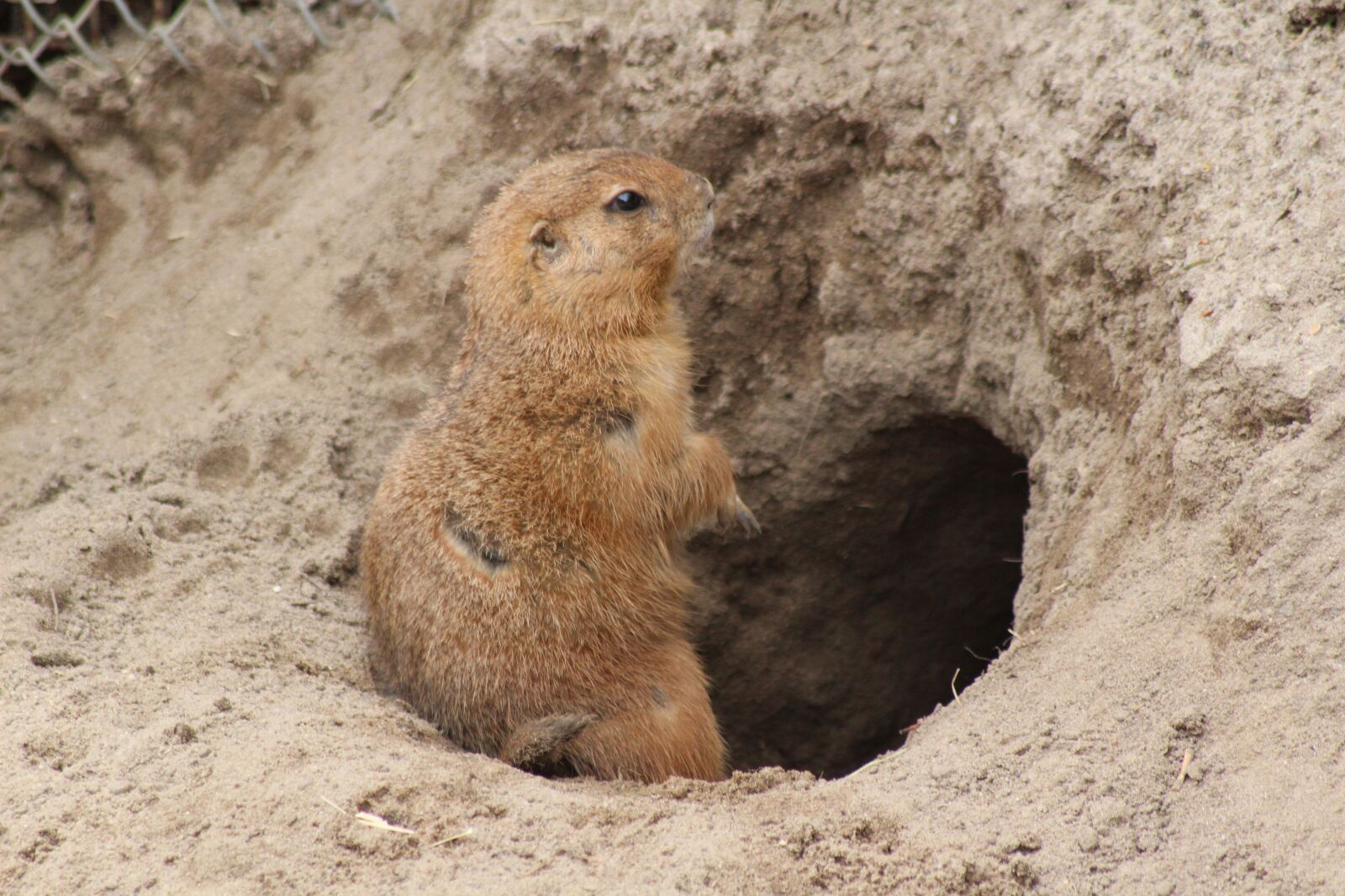 Canon EOS 600D (Rebel EOS T3i / EOS Kiss X5) sample photo. Prairie dog, animal, rodent photography