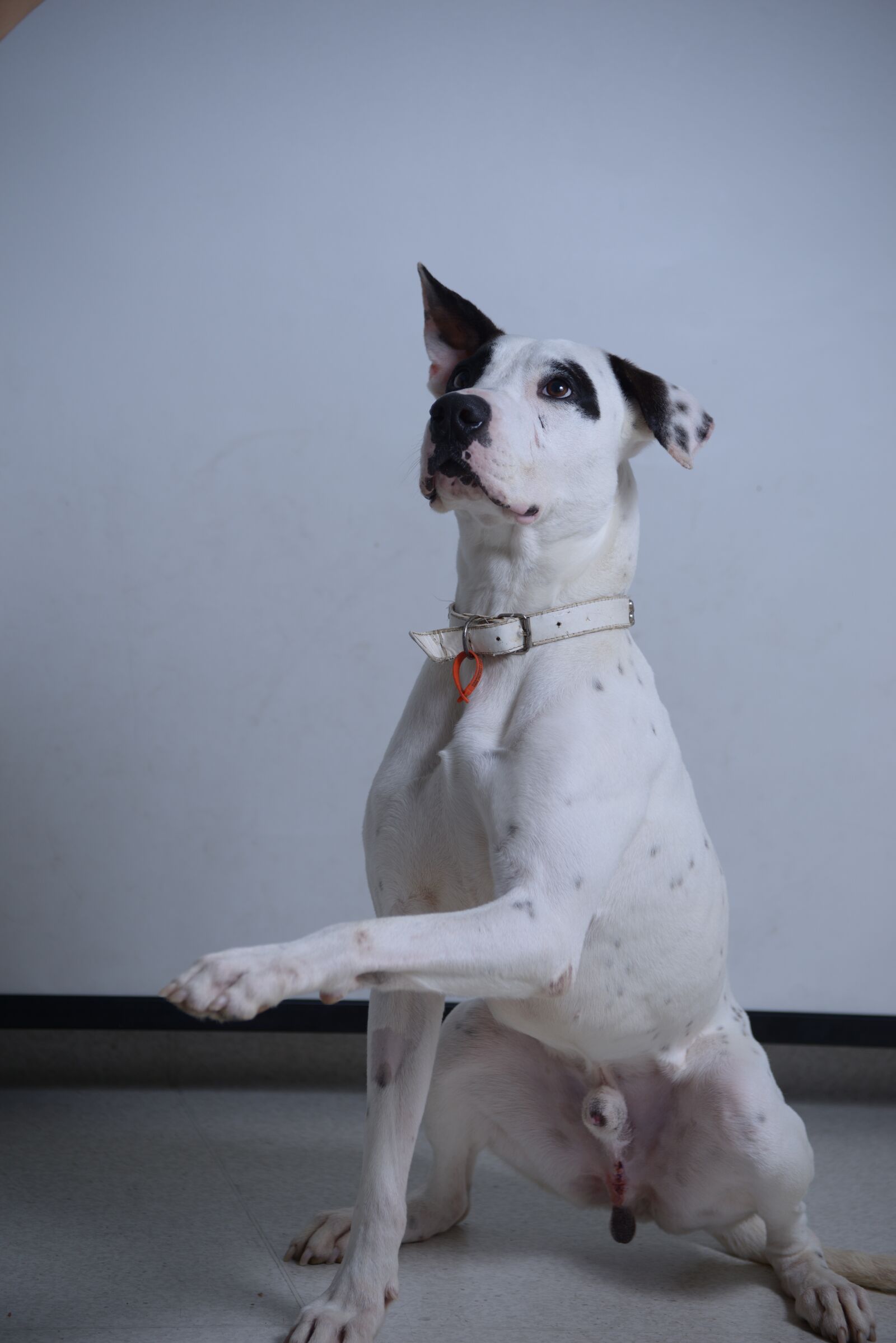 Nikon D800 sample photo. Dog, black, white photography