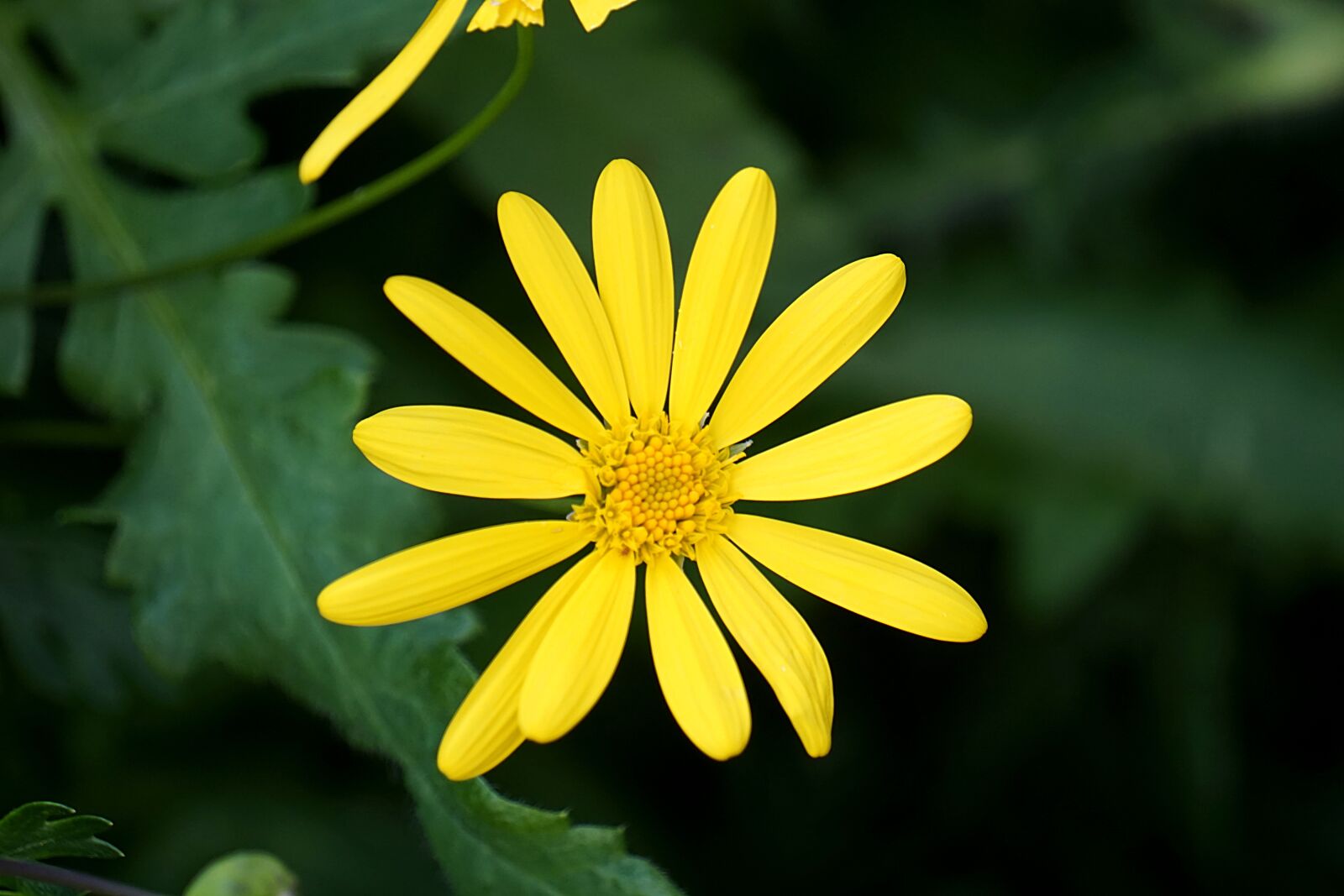 Sony a6000 sample photo. Daisy flower, flora, flowering photography