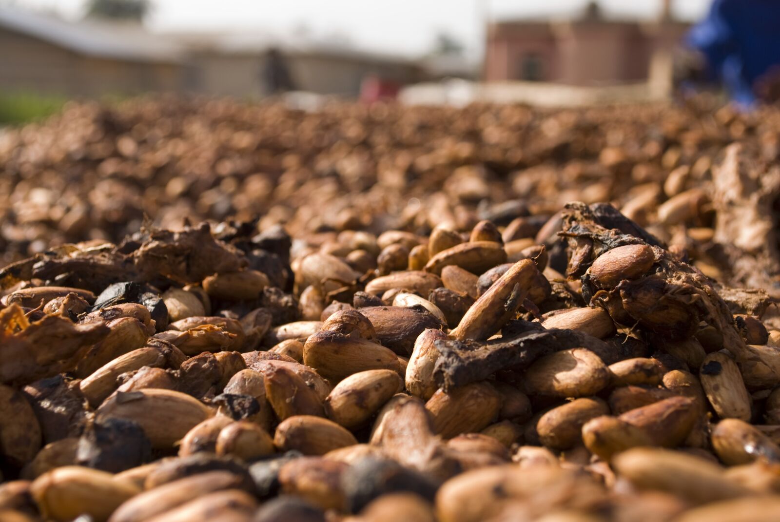 Nikon D200 sample photo. Cocoa, beans, food photography