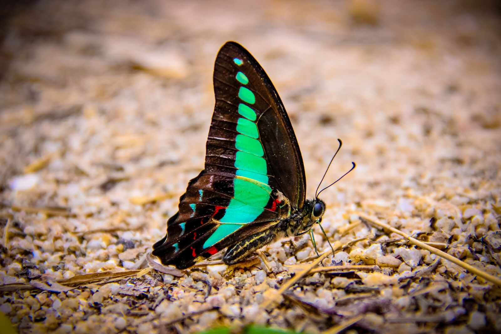 Canon EOS 600D (Rebel EOS T3i / EOS Kiss X5) sample photo. Insects, butterfly backpack blue photography
