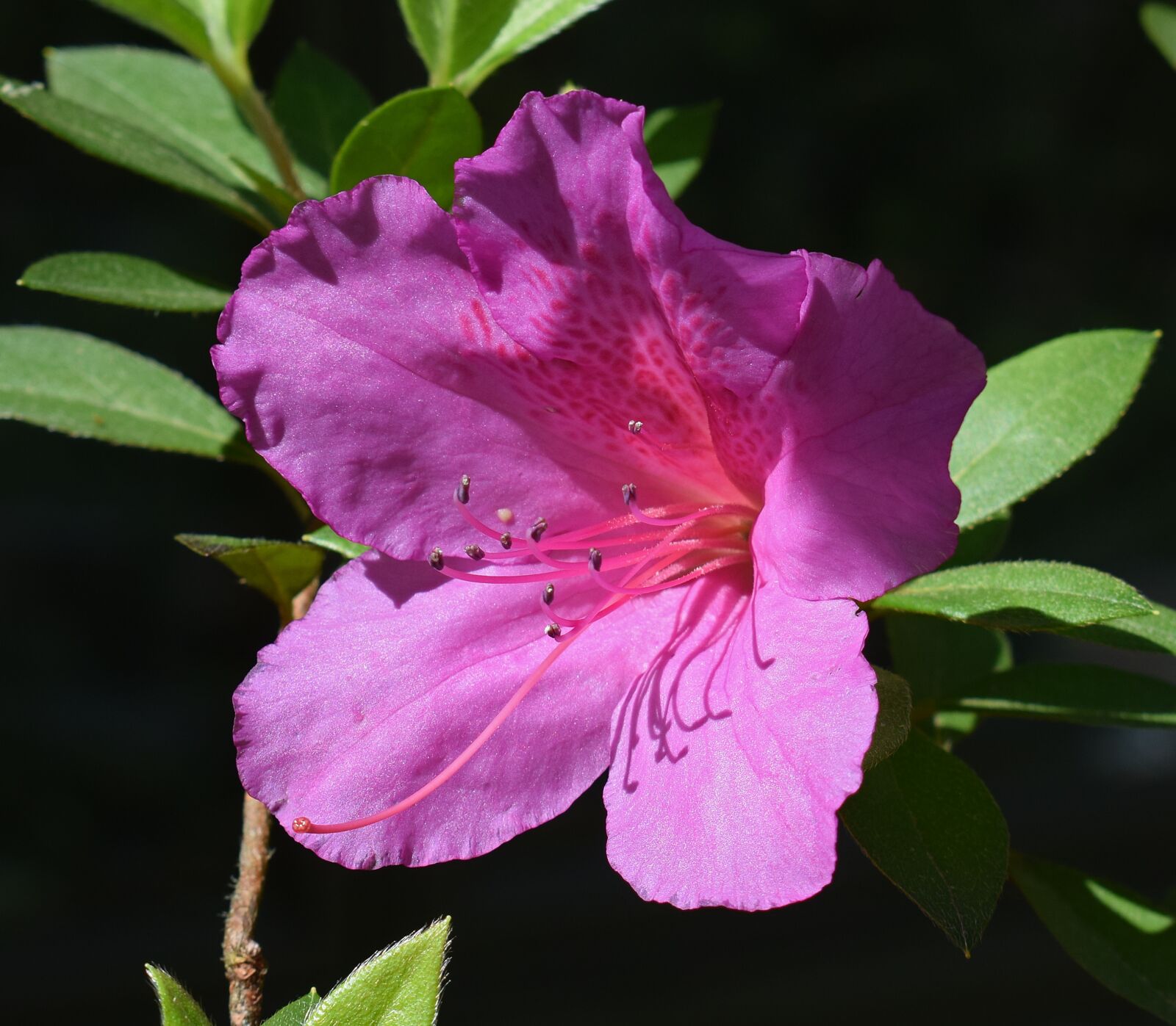 Nikon D3300 sample photo. Hot pink azalea, azalea photography