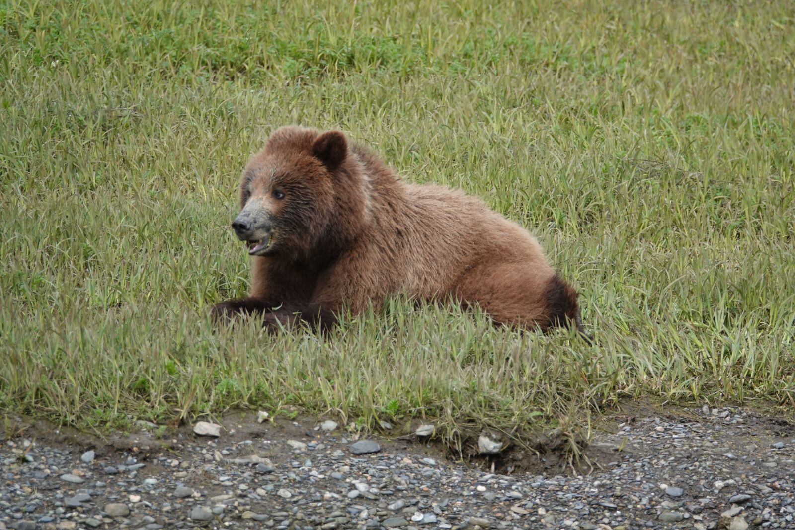 Sony Cyber-shot DSC-RX10 IV sample photo. Bear, national park, alaska photography