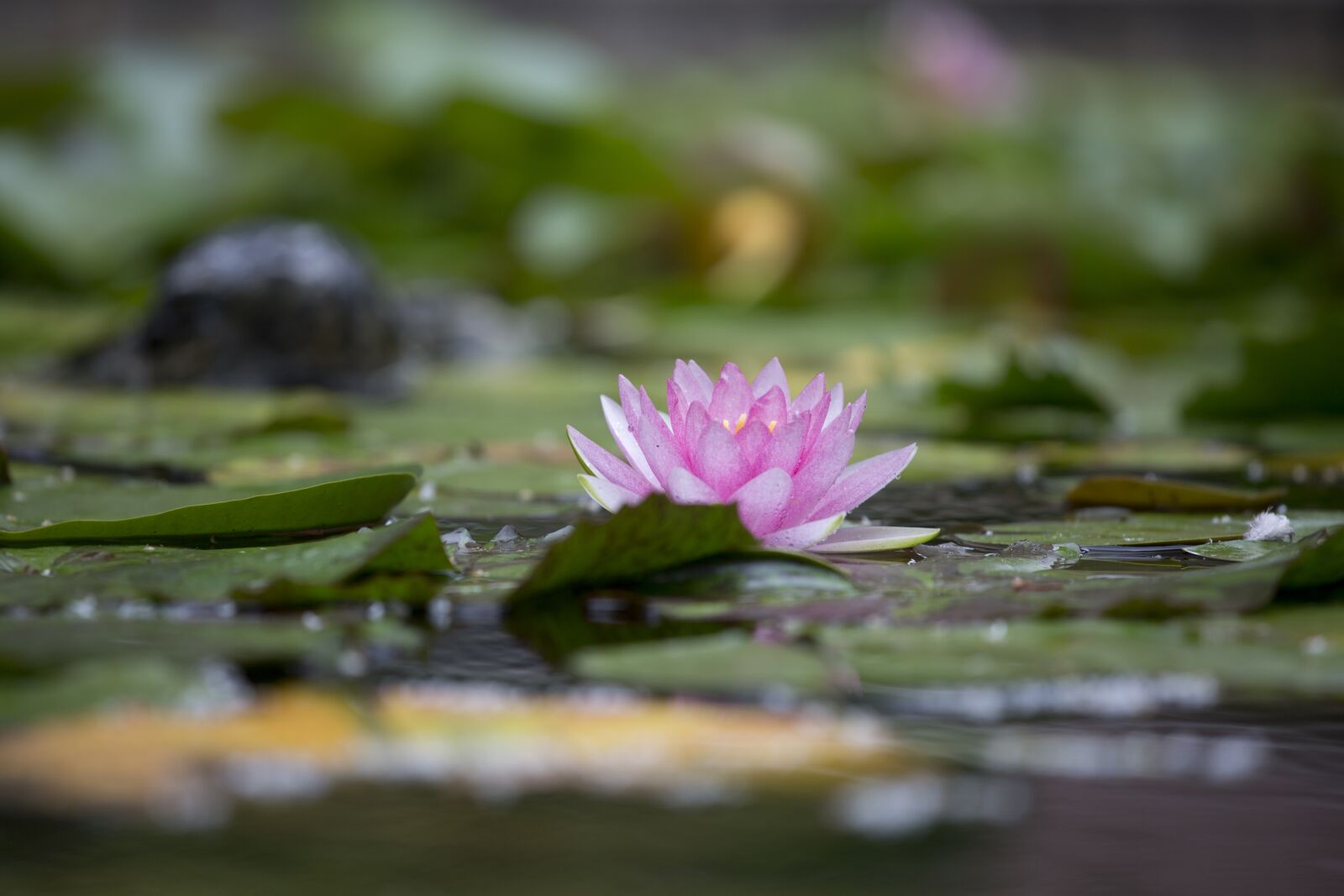 Canon EF 70-200mm F4L IS USM sample photo. Nymphaea alba, lotus, aquatic photography