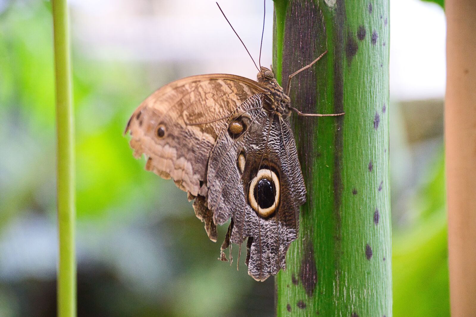 Sony ILCA-77M2 sample photo. Satyr butterfly, butterfly, insect photography