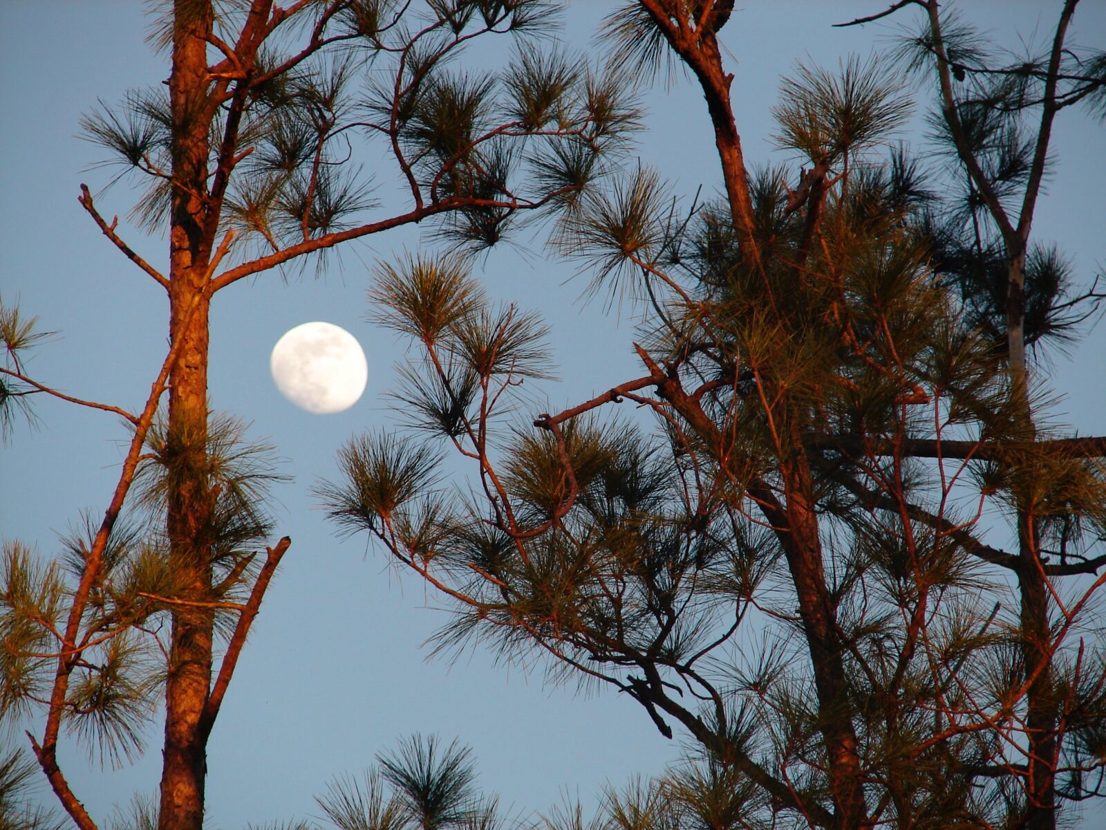 Sony DSC-H1 sample photo. Moon, lunar, pines photography