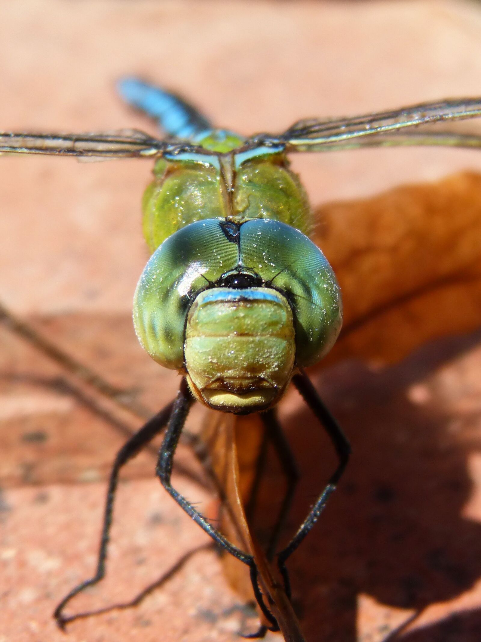 Panasonic DMC-FZ62 sample photo. Dragonfly, blue dragonfly, aeshna photography