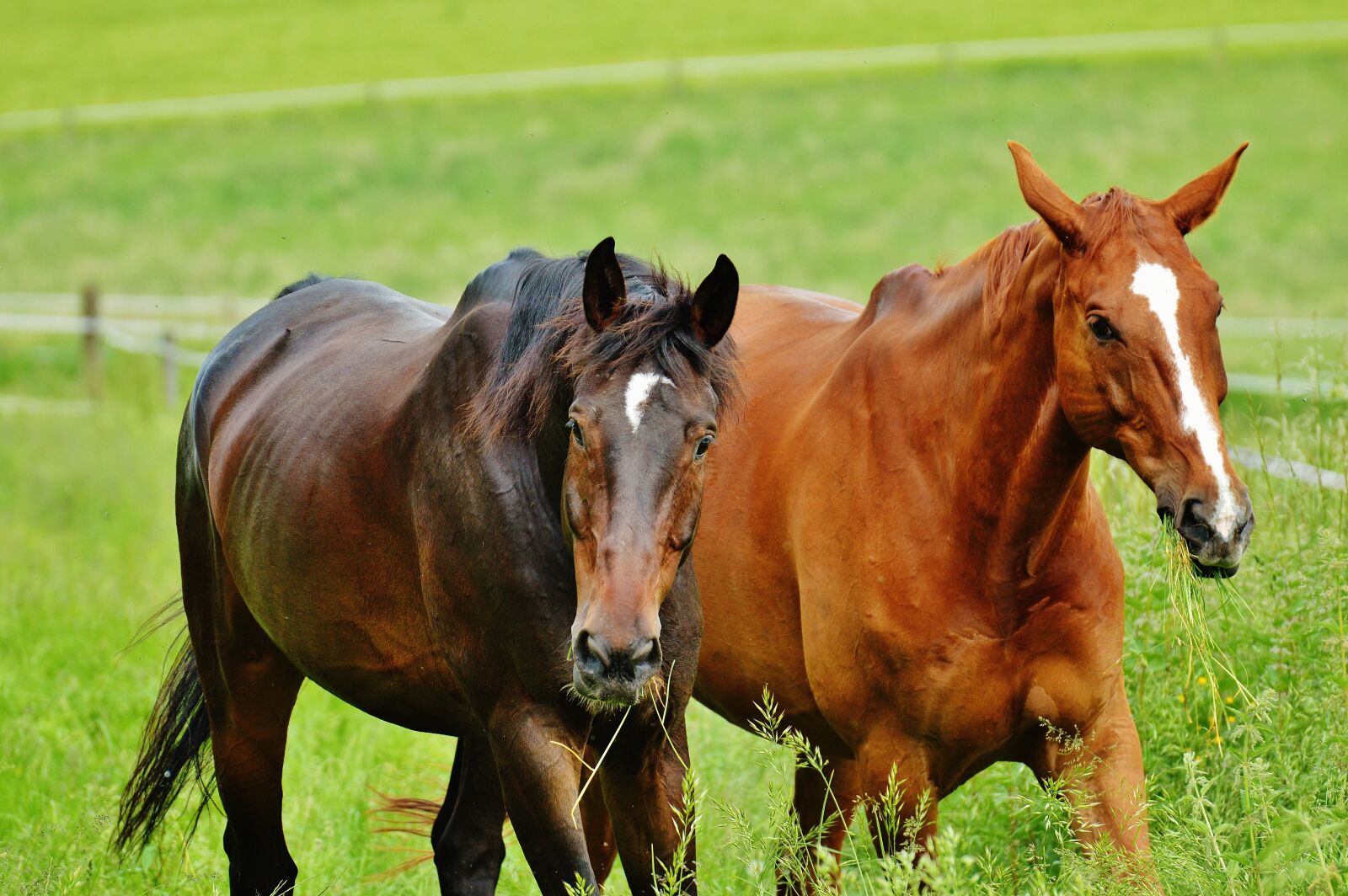 Nikon D3200 sample photo. Horses, for two, coupling photography
