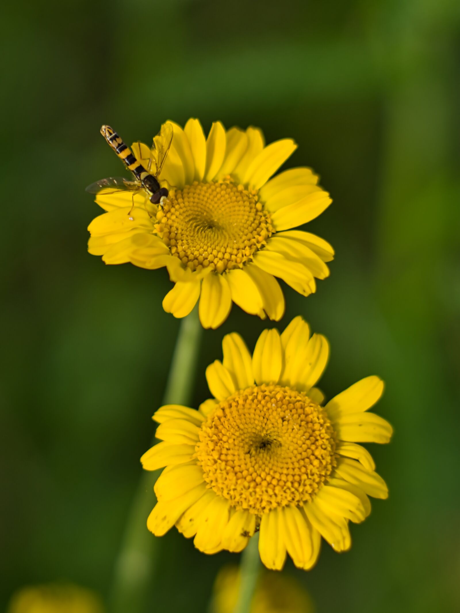 E 50mm F1.8 OSS sample photo. Hoverfly, marigold, nature photography