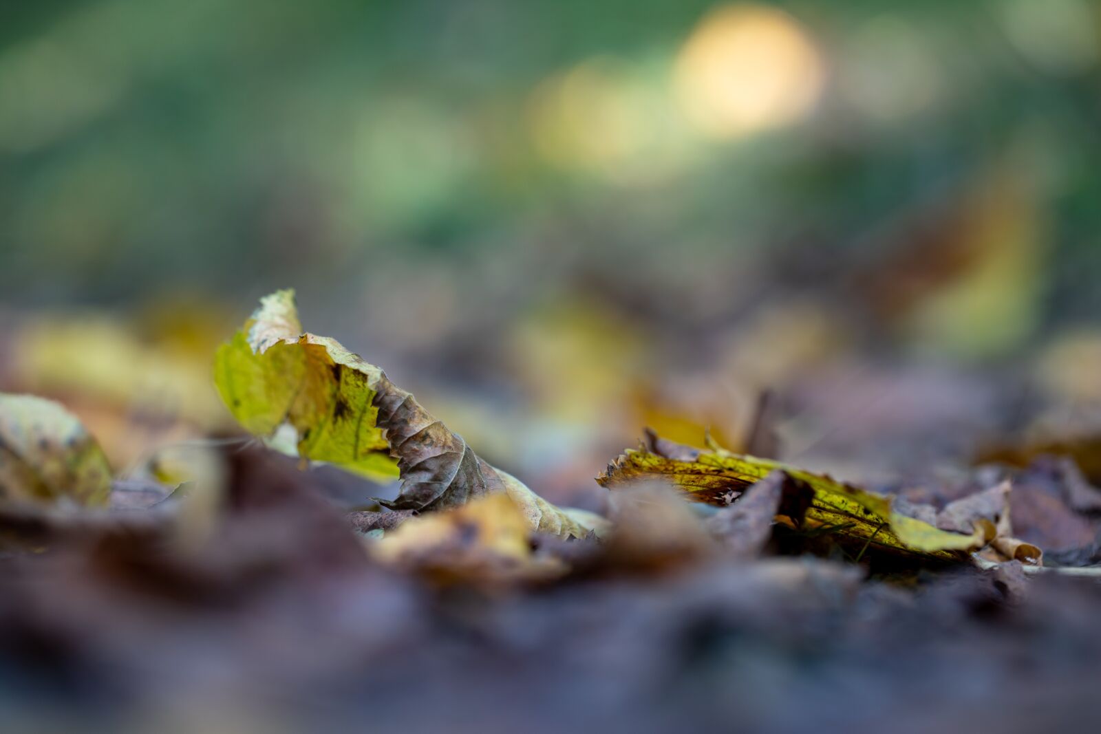 Canon EF 100mm F2.8L Macro IS USM sample photo. Leaves, fall, nature photography