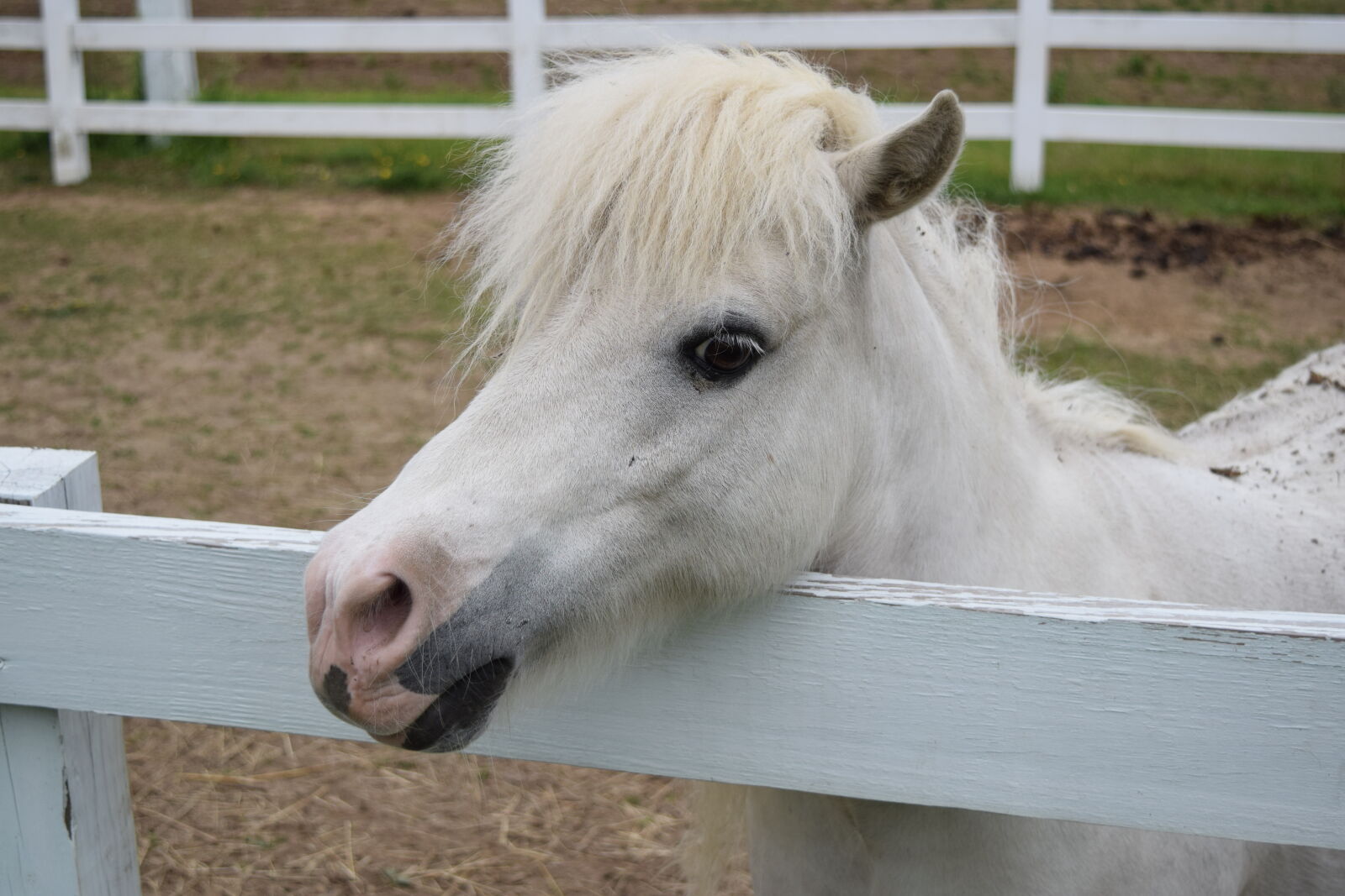 Nikon D3300 sample photo
