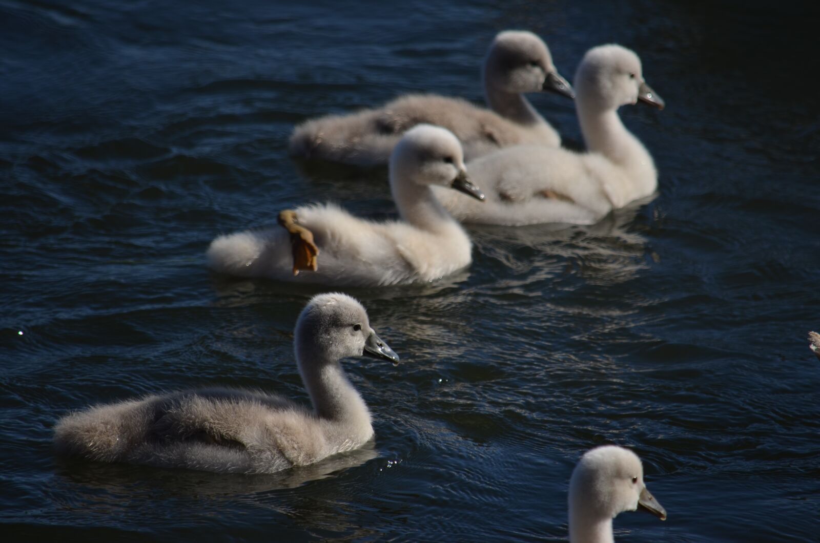Nikon D5100 sample photo. Fry of swan, swan photography