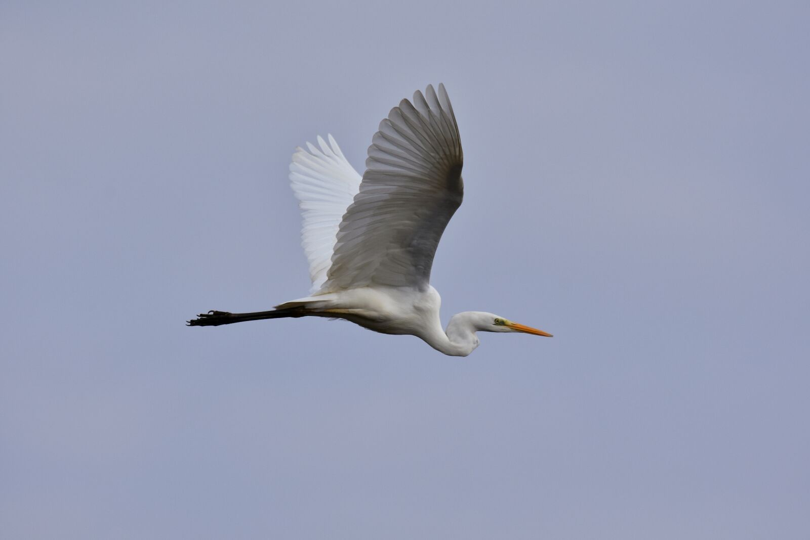 Nikon D7200 sample photo. Animal, sky, bird photography