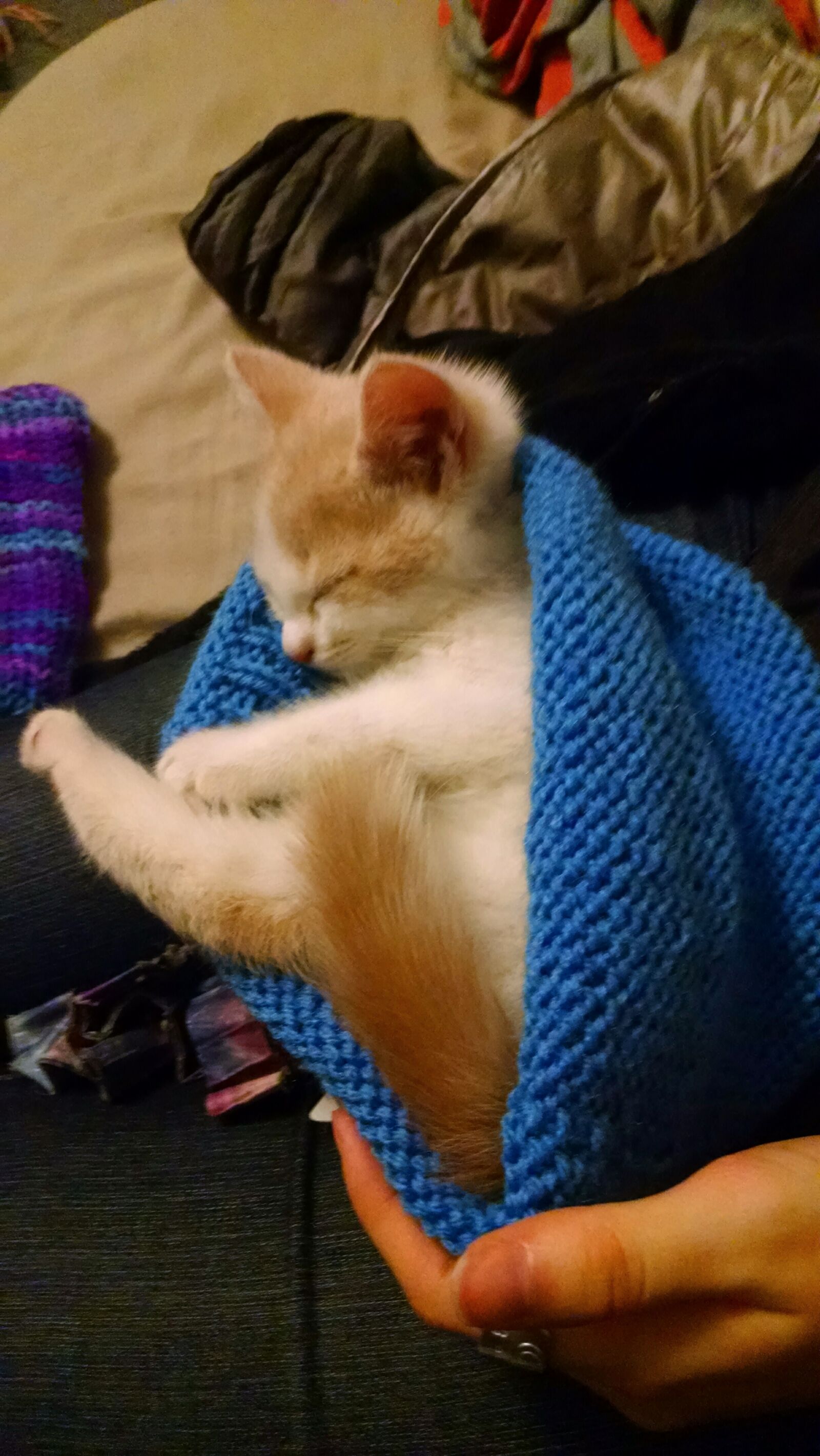 Motorola Moto X (1st Gen) sample photo. Animal, cat, hat, kitten photography