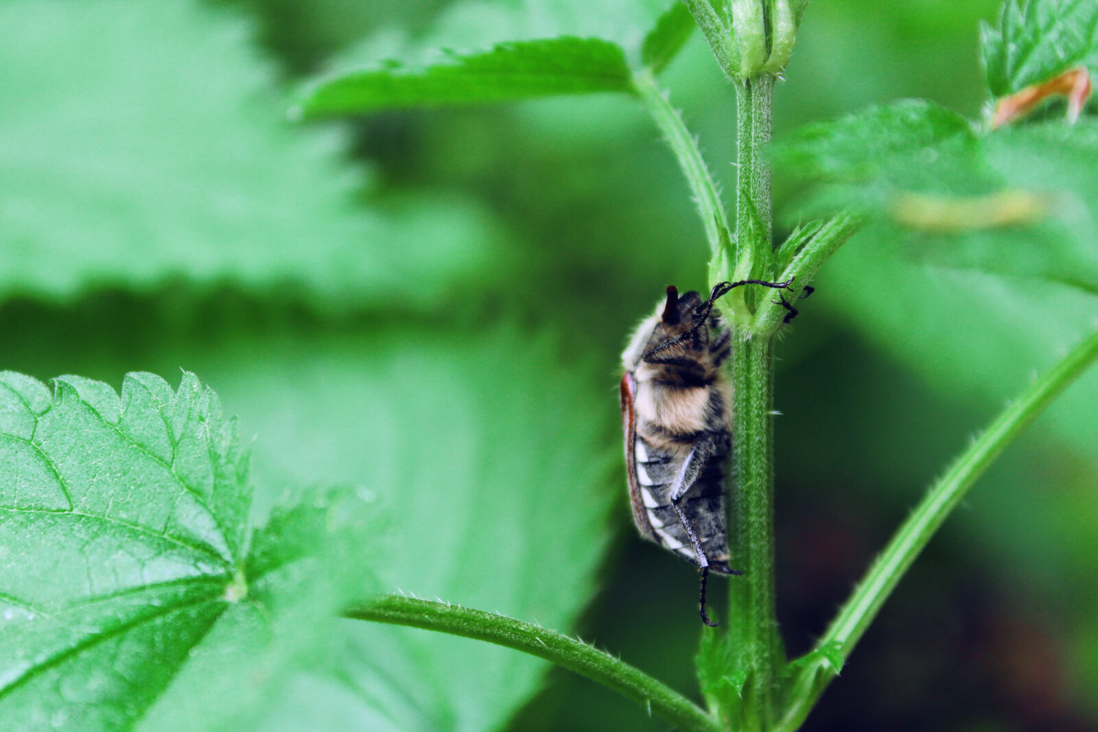 Canon EOS 1300D (EOS Rebel T6 / EOS Kiss X80) sample photo. Background, beetle, bug, green photography
