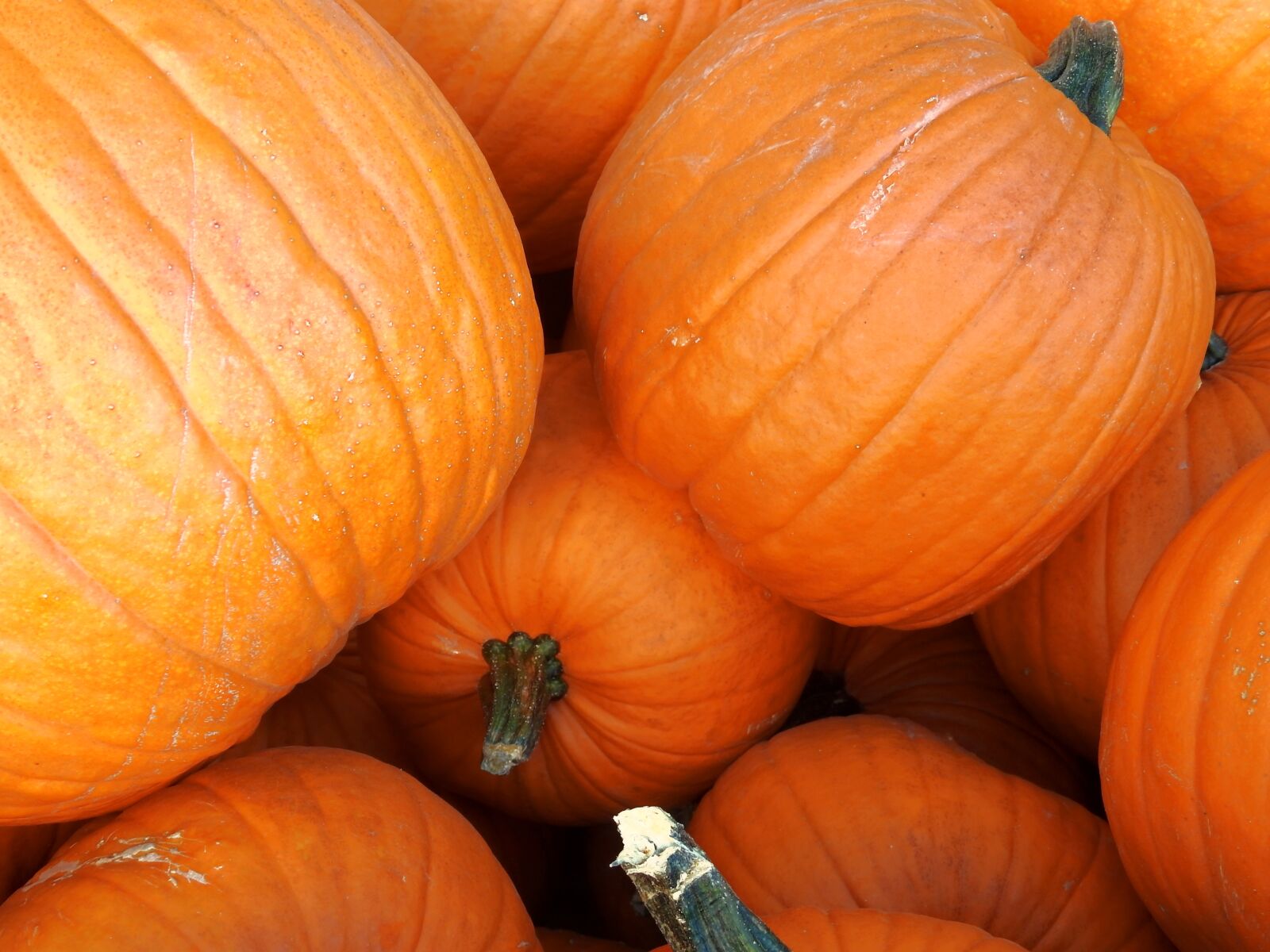 Nikon Coolpix P900 sample photo. Pumpkin, gourd, autumn photography