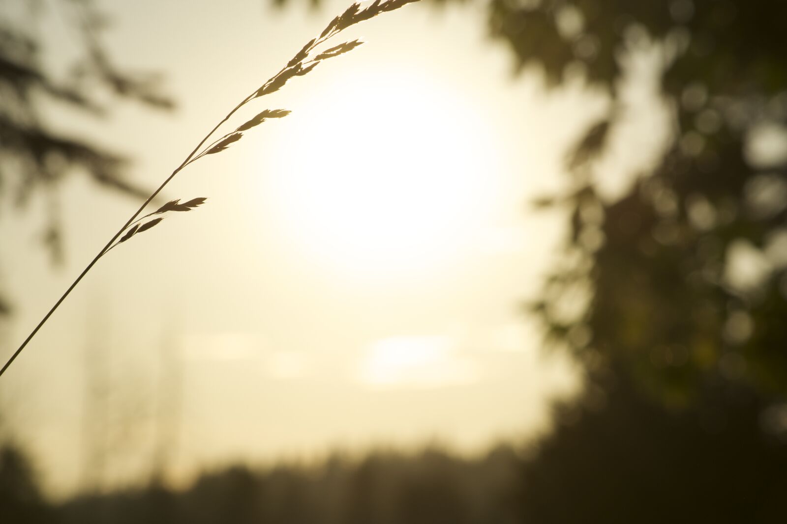 Nikon D5300 sample photo. Blurred, sunset photography