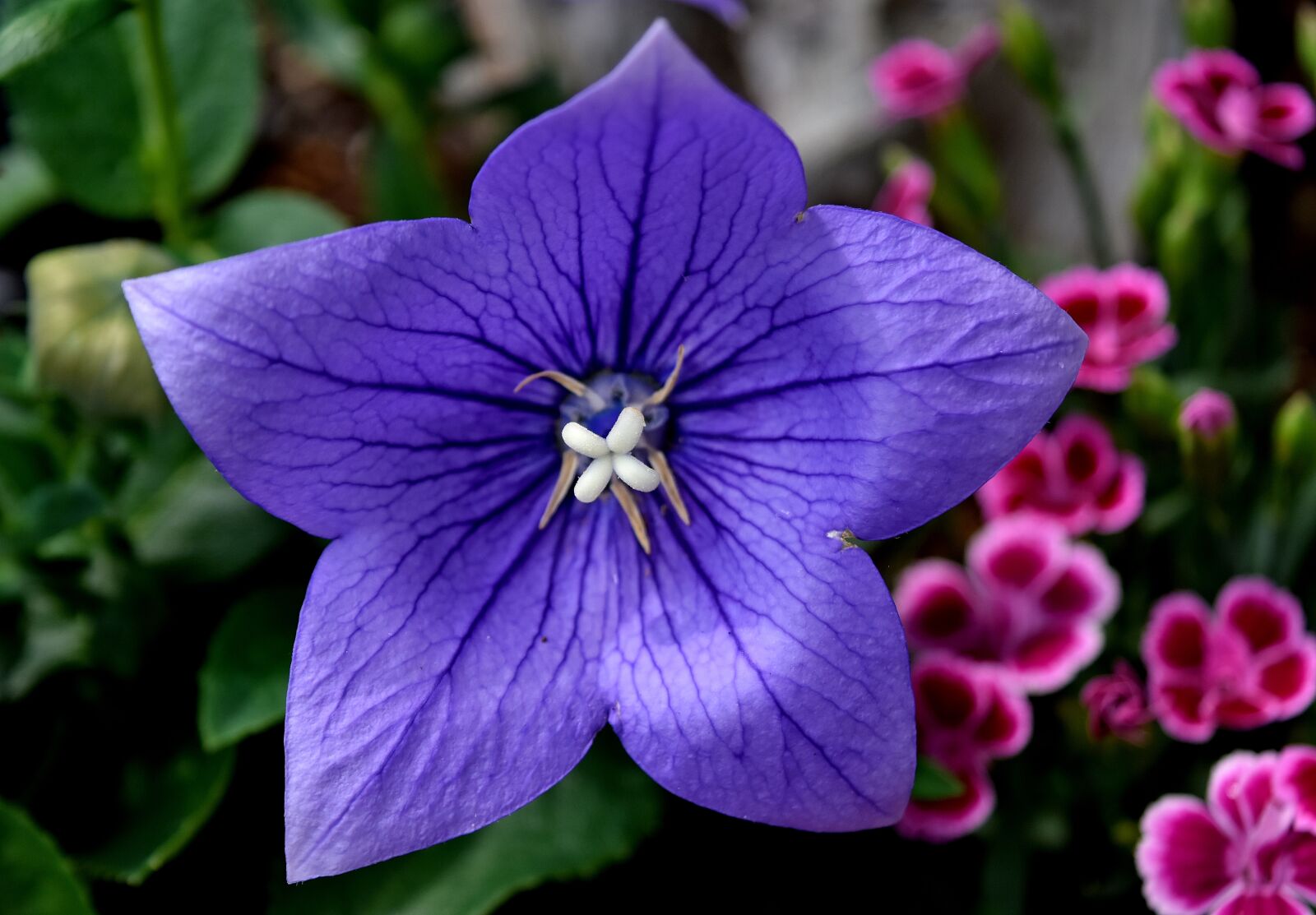 Nikon D7200 sample photo. Flower, summer, nature photography