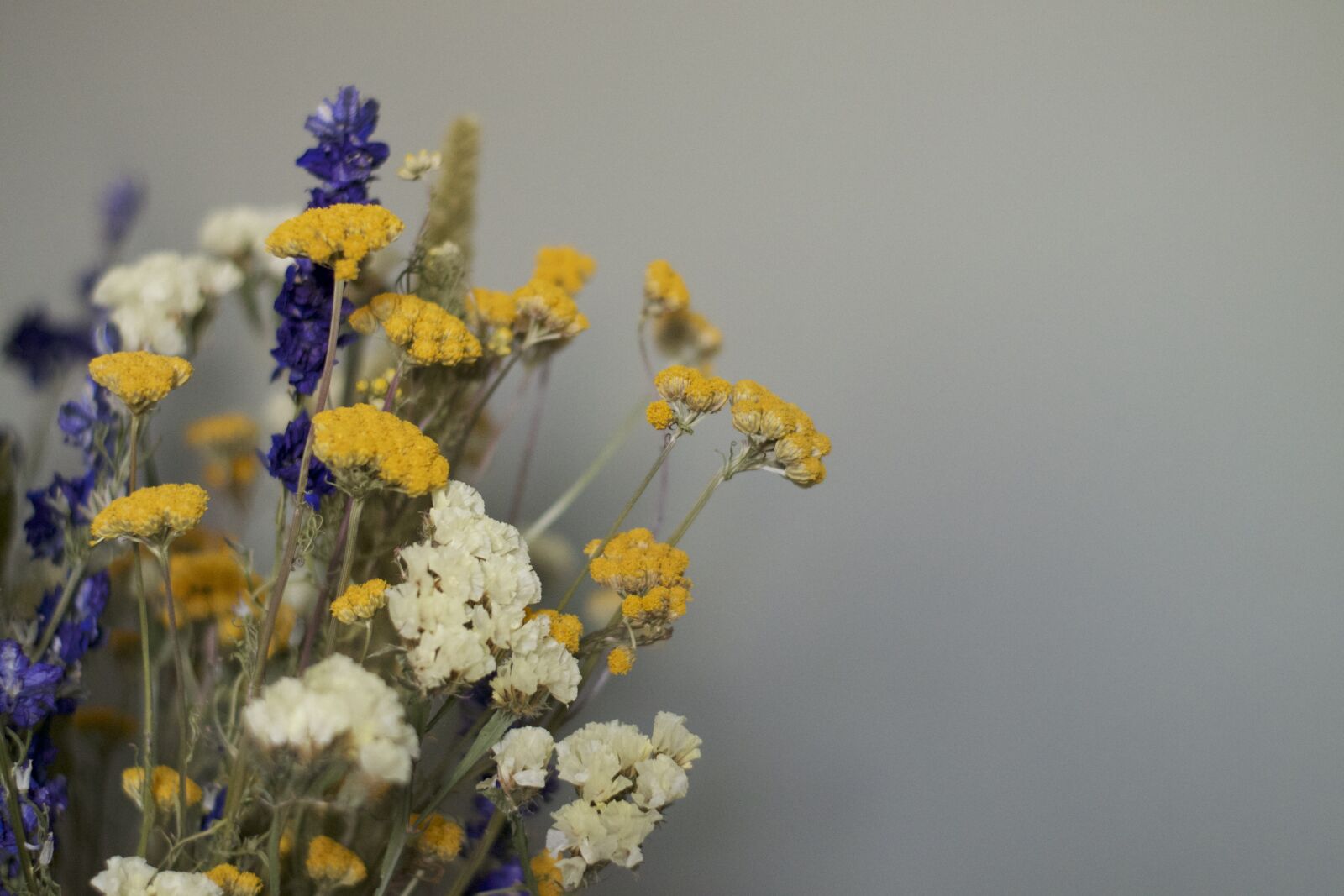 Nikon D3100 sample photo. Flowers, flower, flora photography