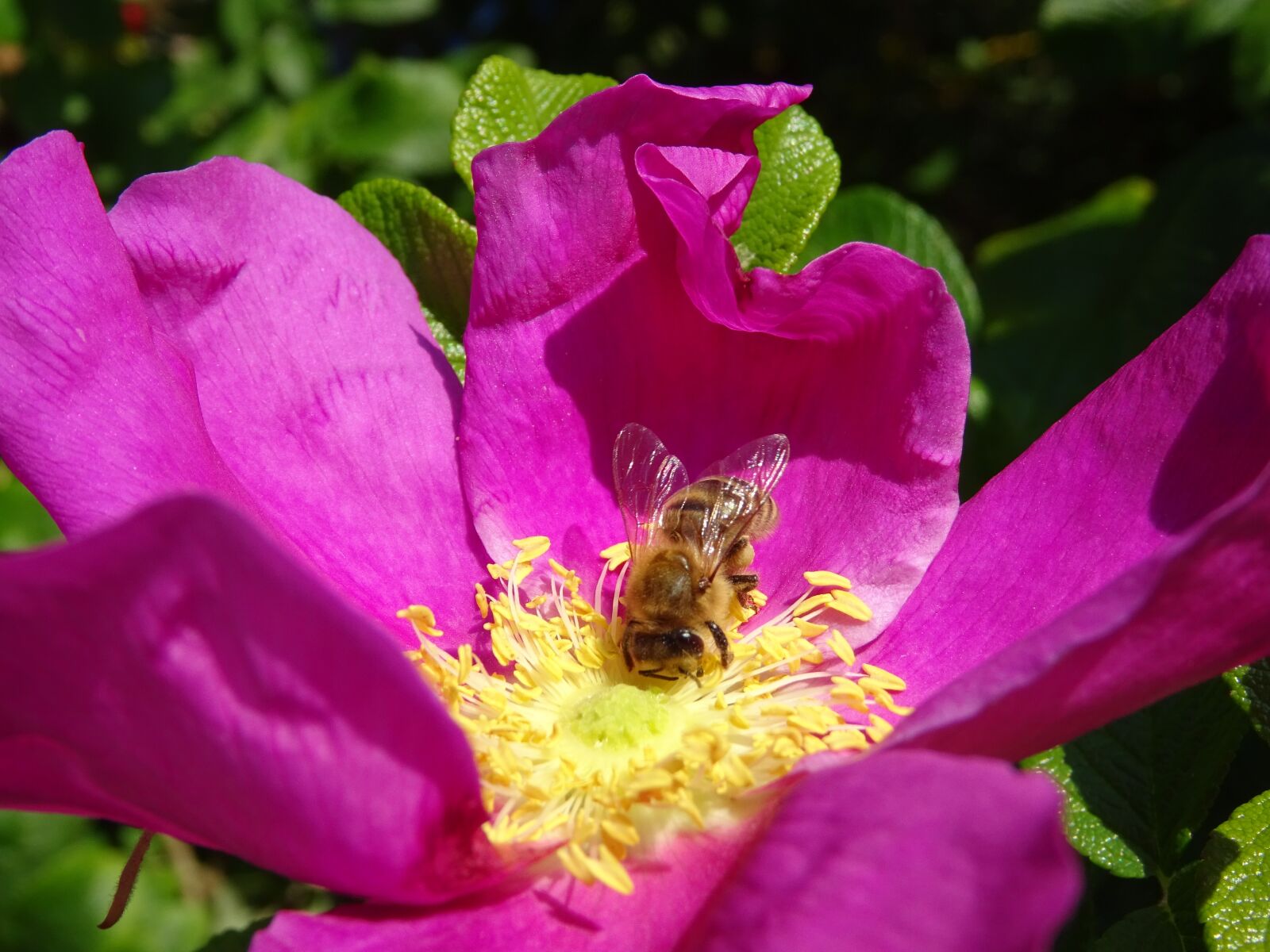 Sony DSC-HX60 sample photo. Flower, bee, wild rose photography
