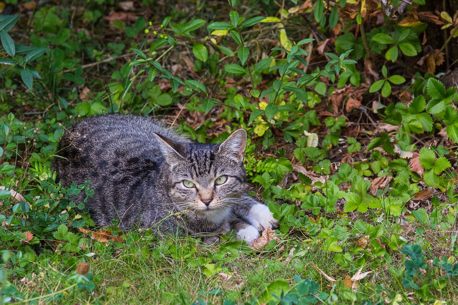 Canon EOS 5D Mark III sample photo. Cat, sleep, tiger cat photography