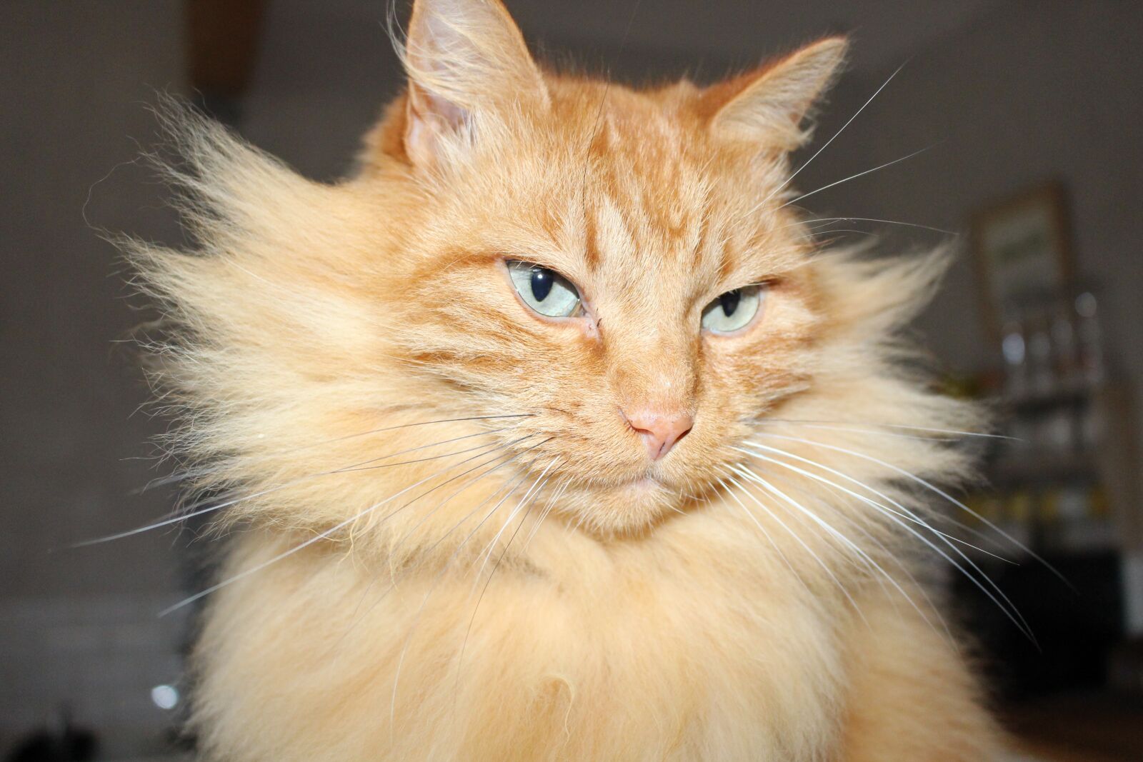 Canon EOS 700D (EOS Rebel T5i / EOS Kiss X7i) sample photo. Cat, feline, animal photography