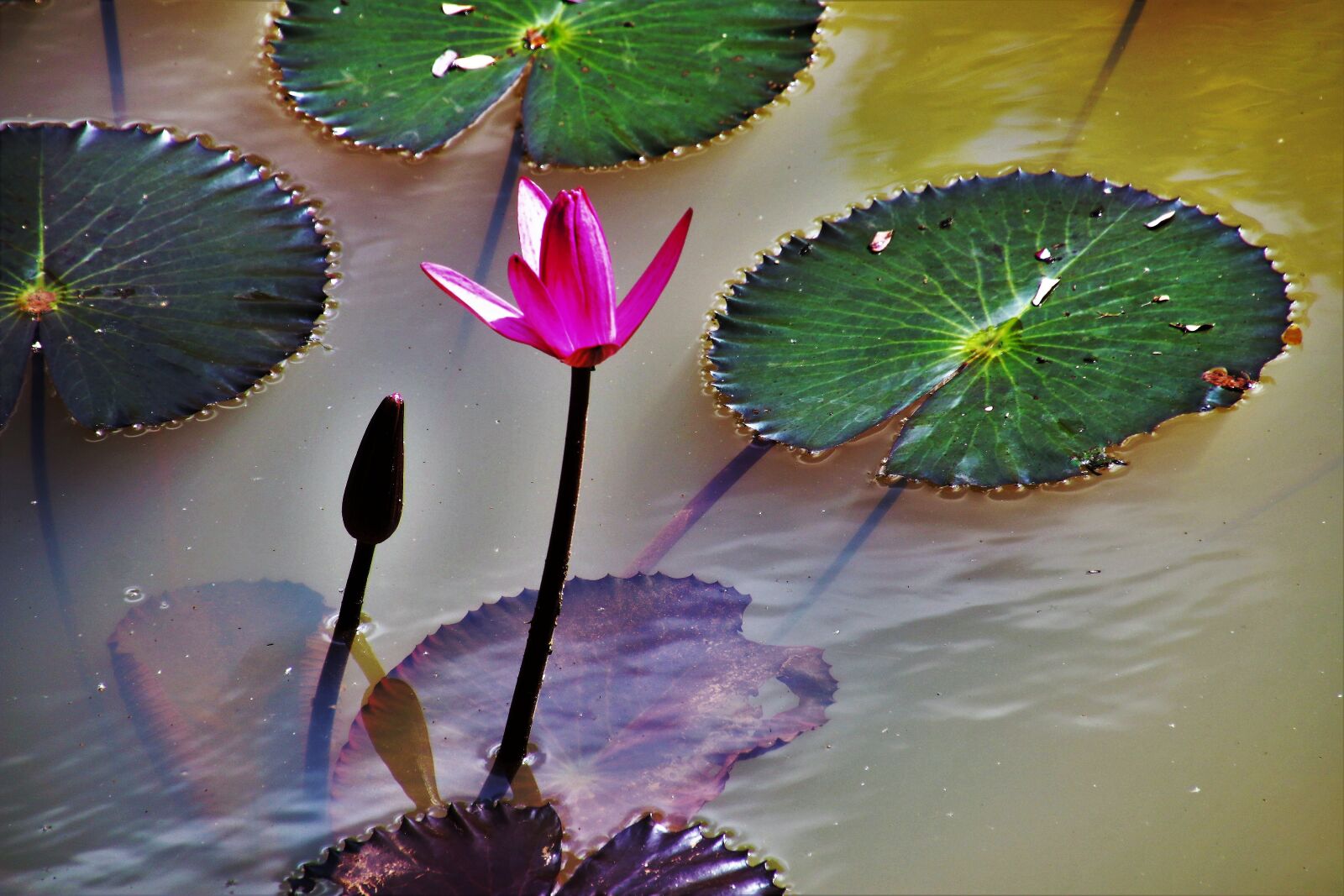 Canon EOS 80D sample photo. Lily, water, pond photography