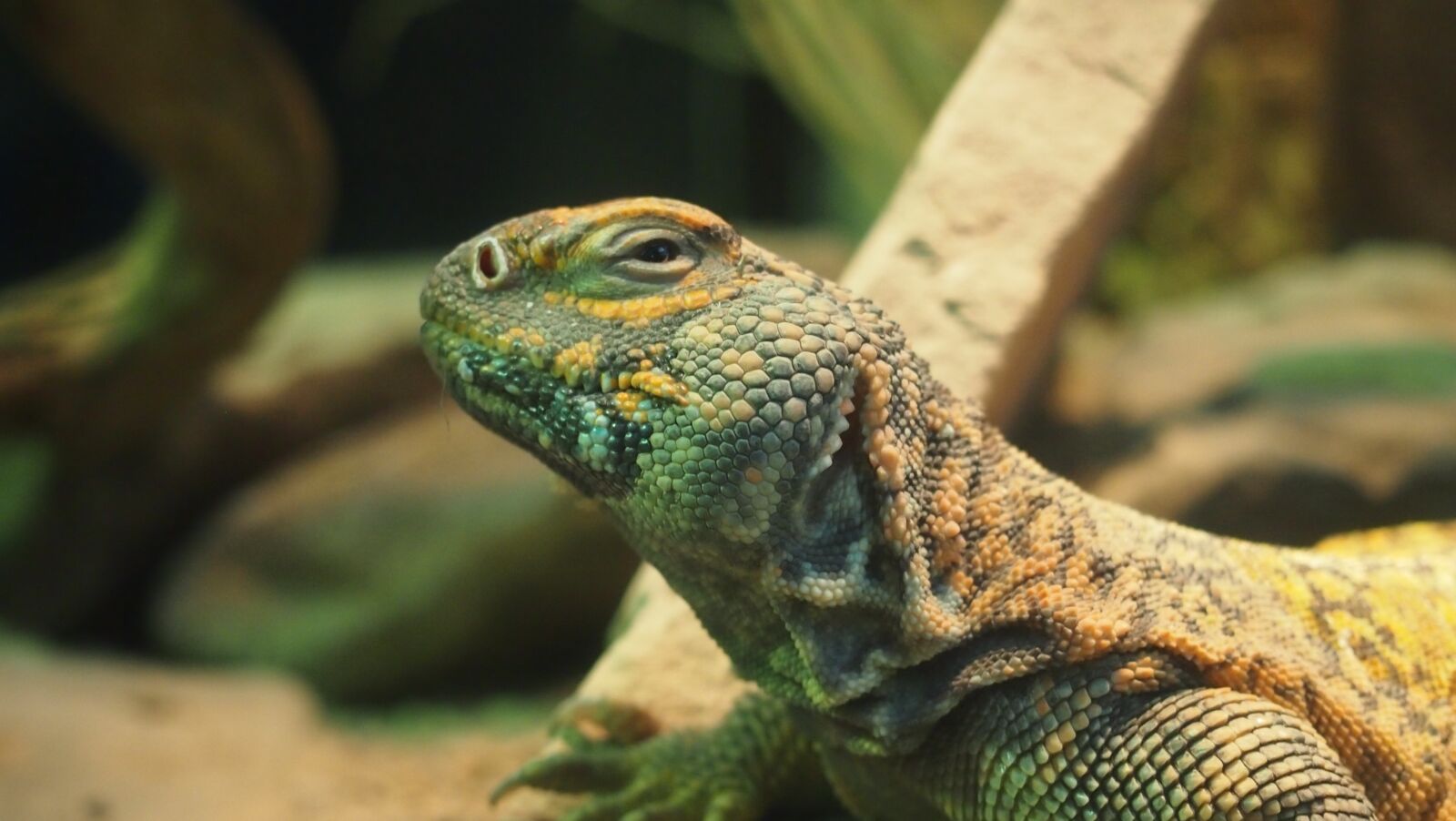 Olympus PEN E-PL3 sample photo. Terrarium, zoo, wuppertal photography