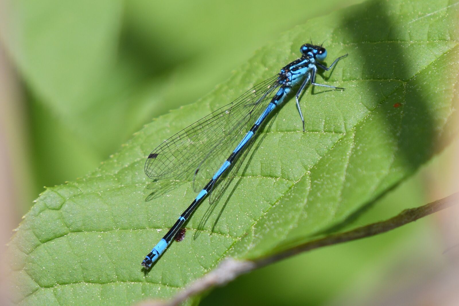 Nikon D500 sample photo. Dragonfly, insect, nature photography